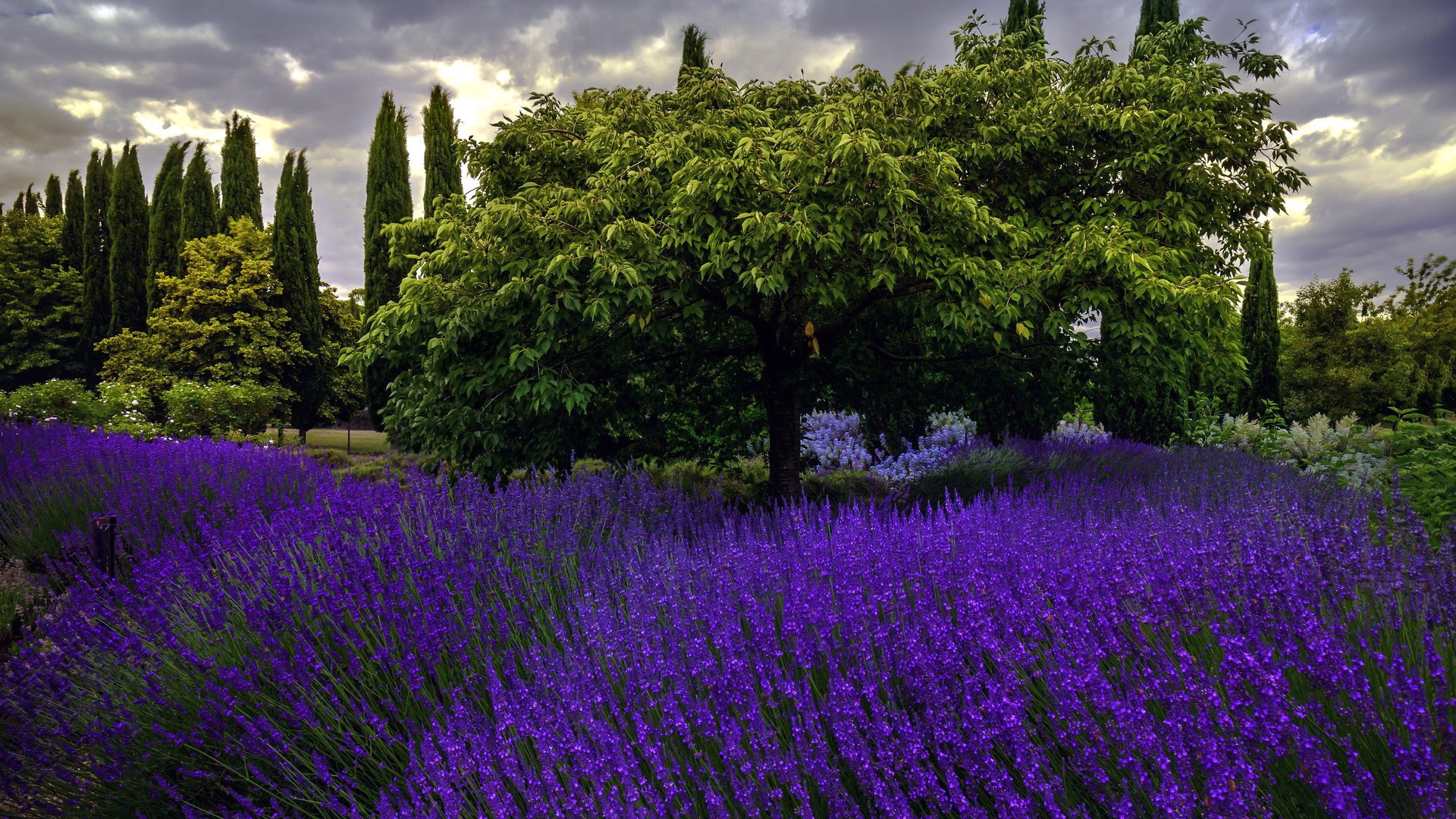 nature, lavender, trees, flowers, HD Wallpaper