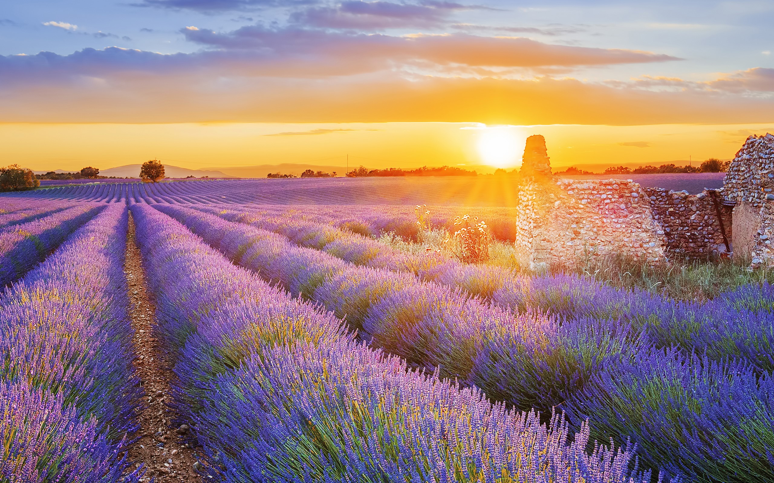 lavender, sunlight, HD Wallpaper