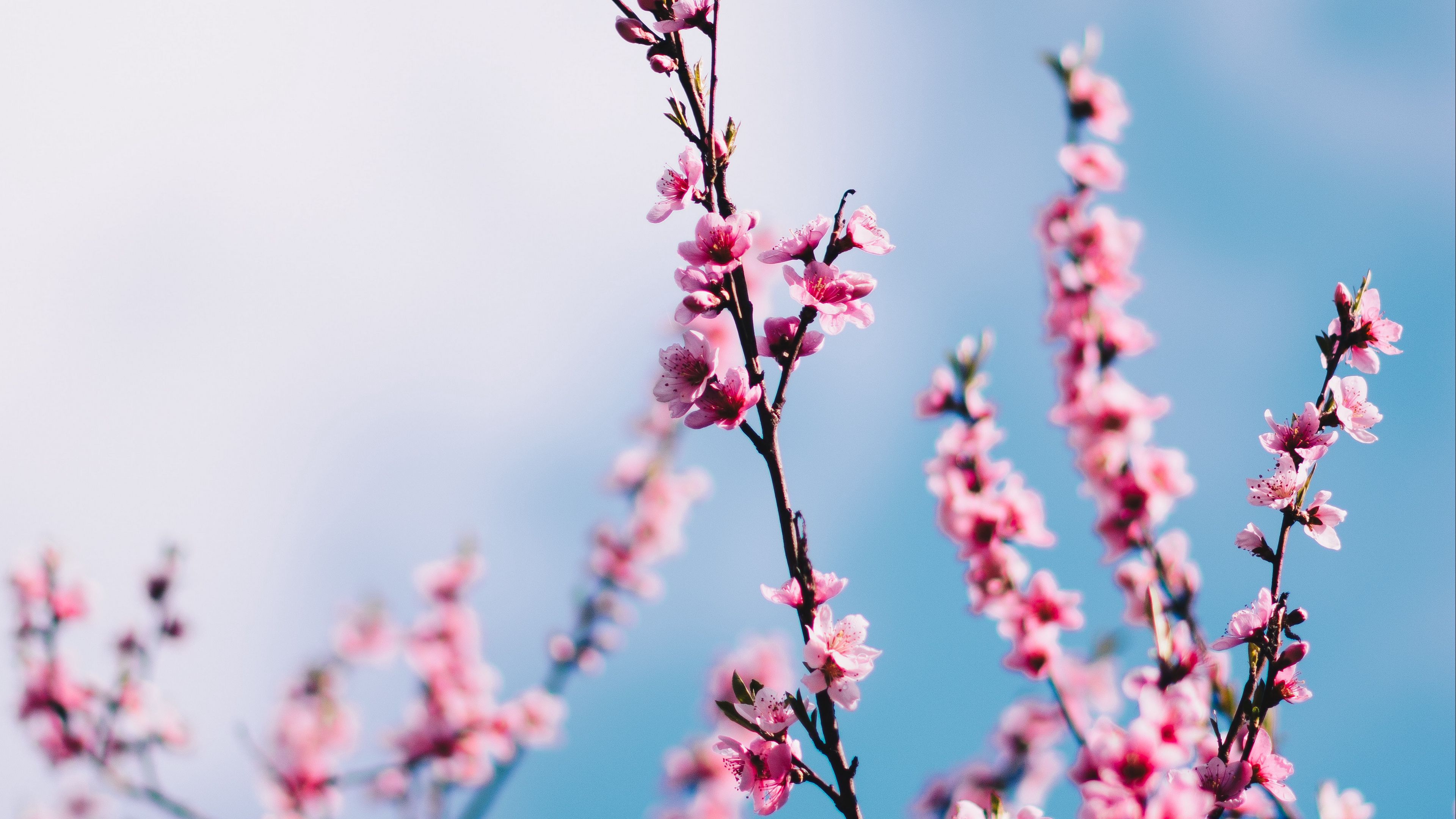 sakura, flowers, branches, sky, clouds, spring, 4k, HD Wallpaper