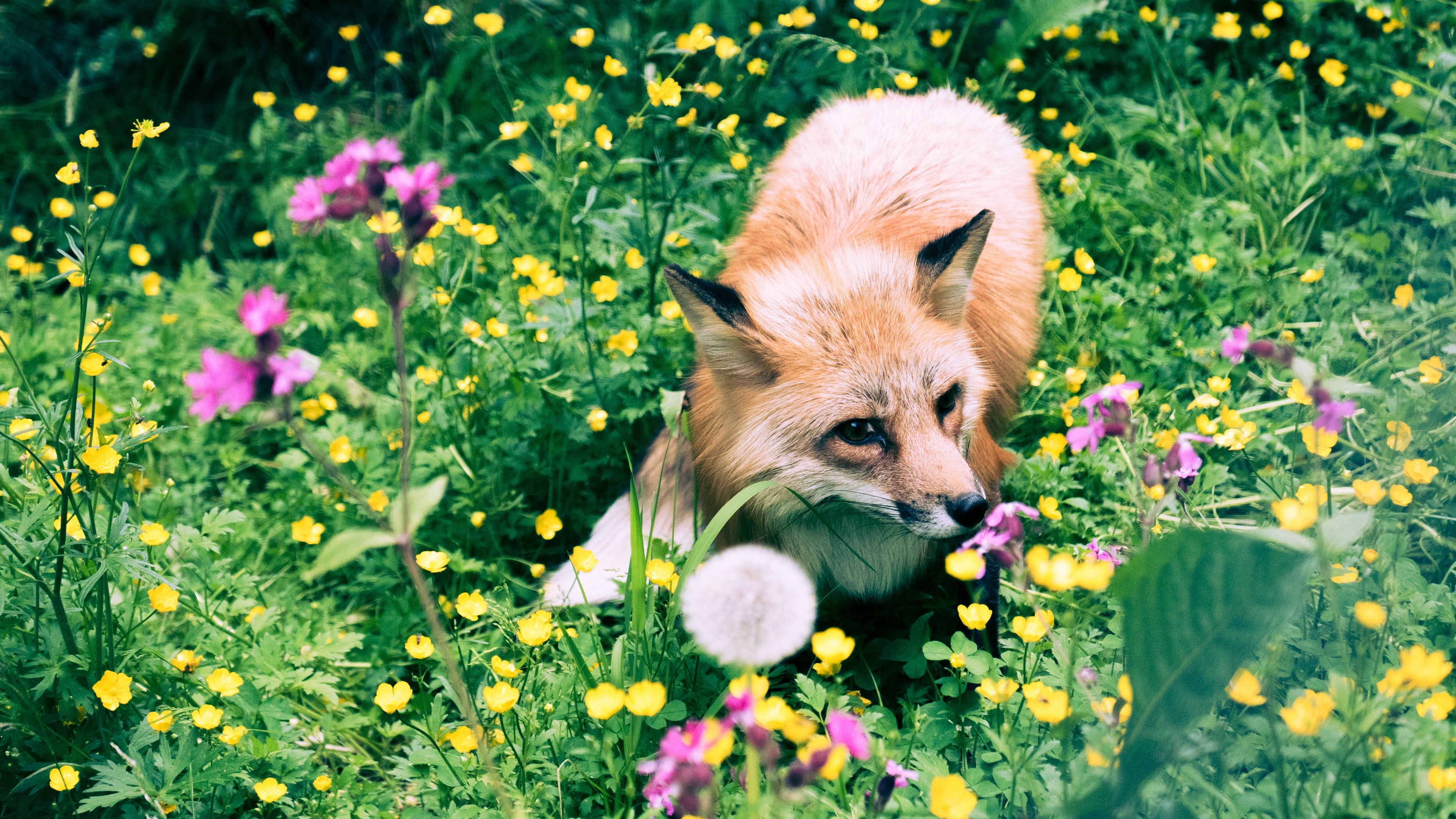 fox, flowers, grass, wildlife, beast, 4k, HD Wallpaper