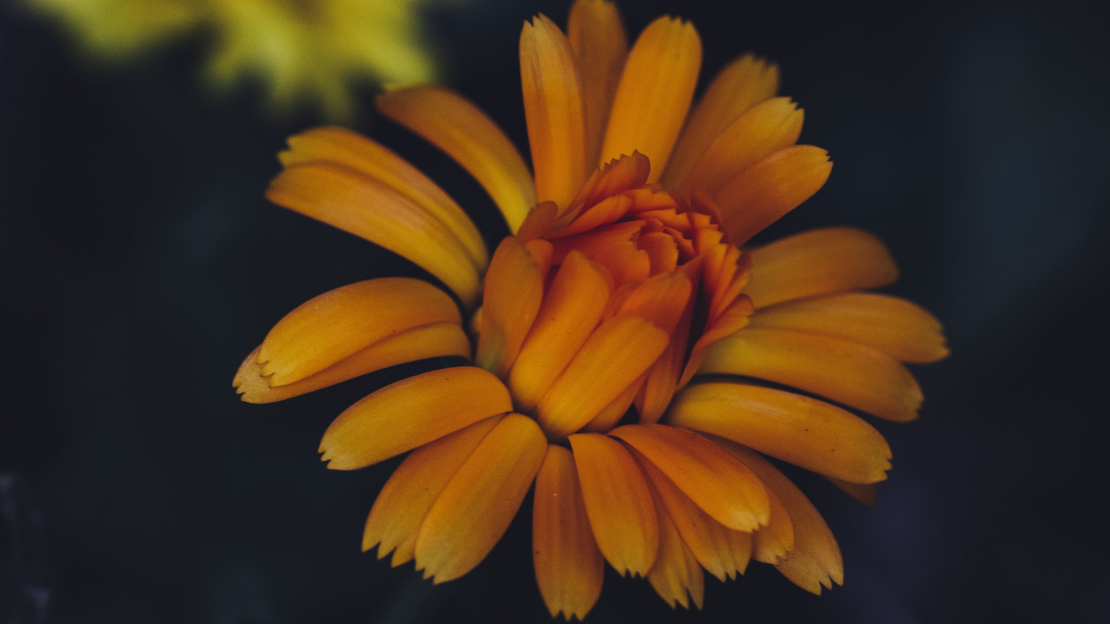flower, yellow, petals, bloom, 4k, HD Wallpaper