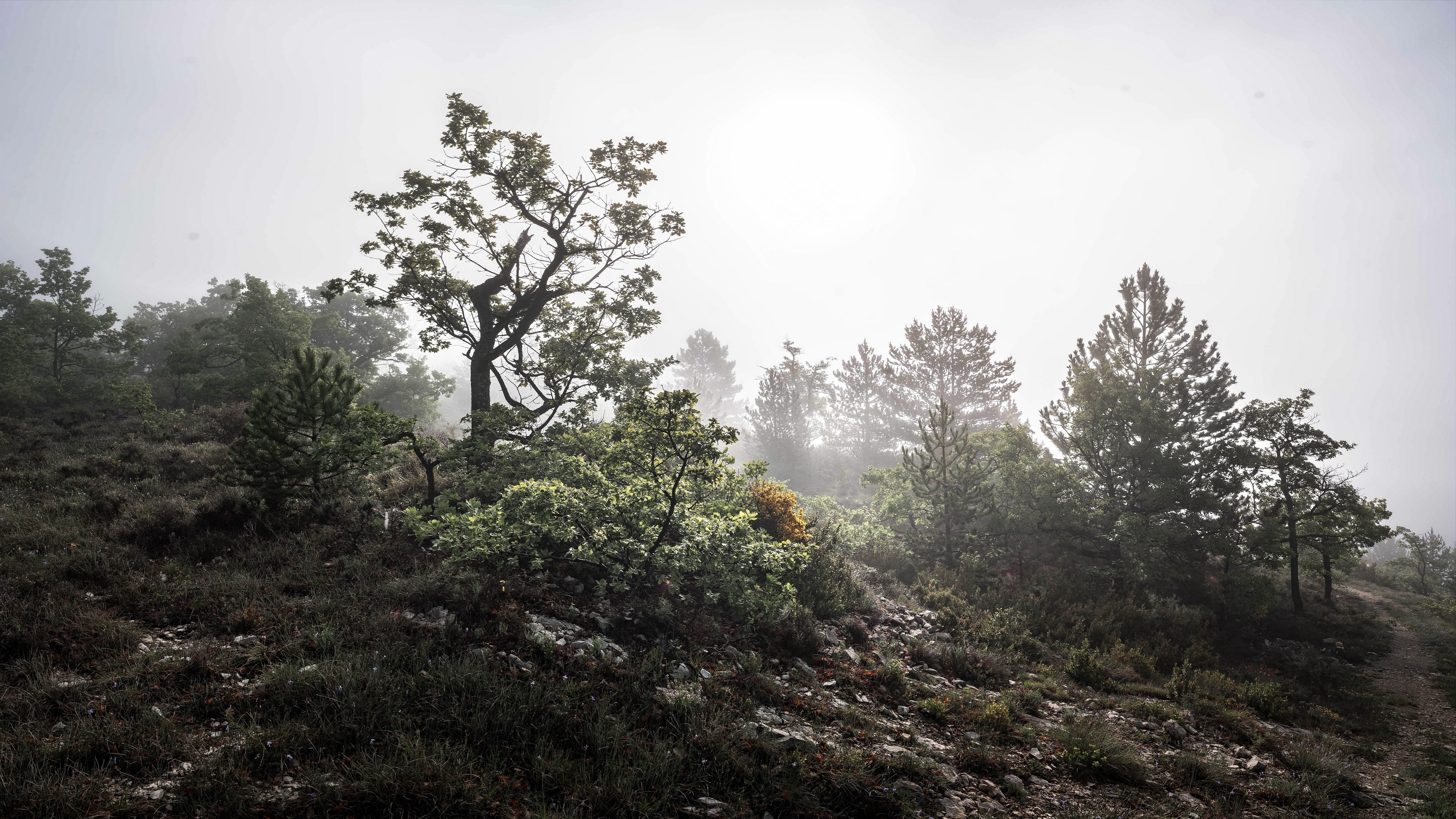outdoors, nature, plants, mist, morning, HD Wallpaper