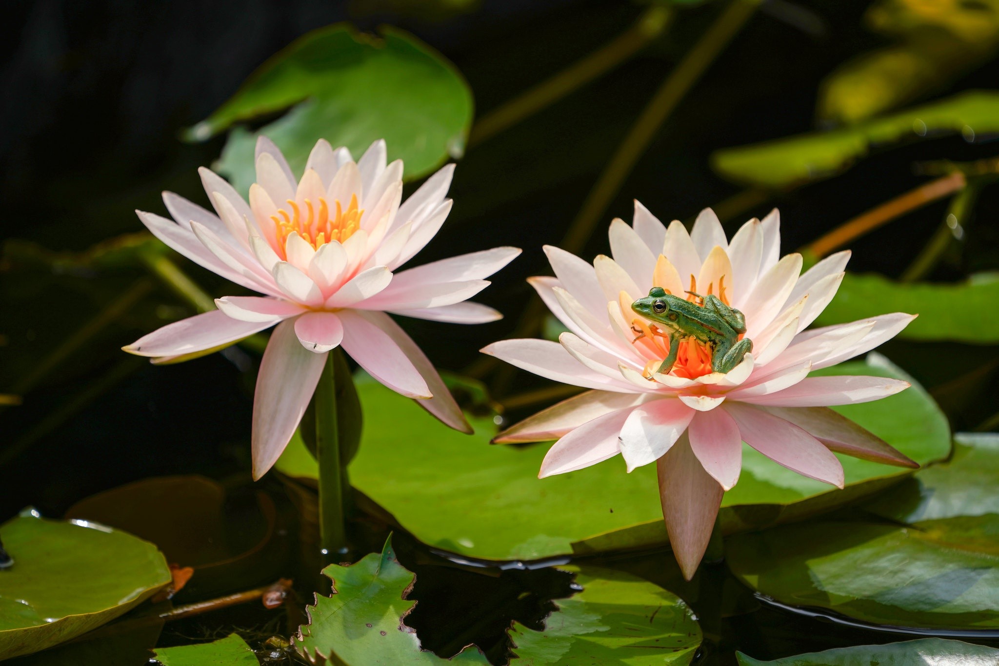 frog, flowers, animals, plants, HD Wallpaper