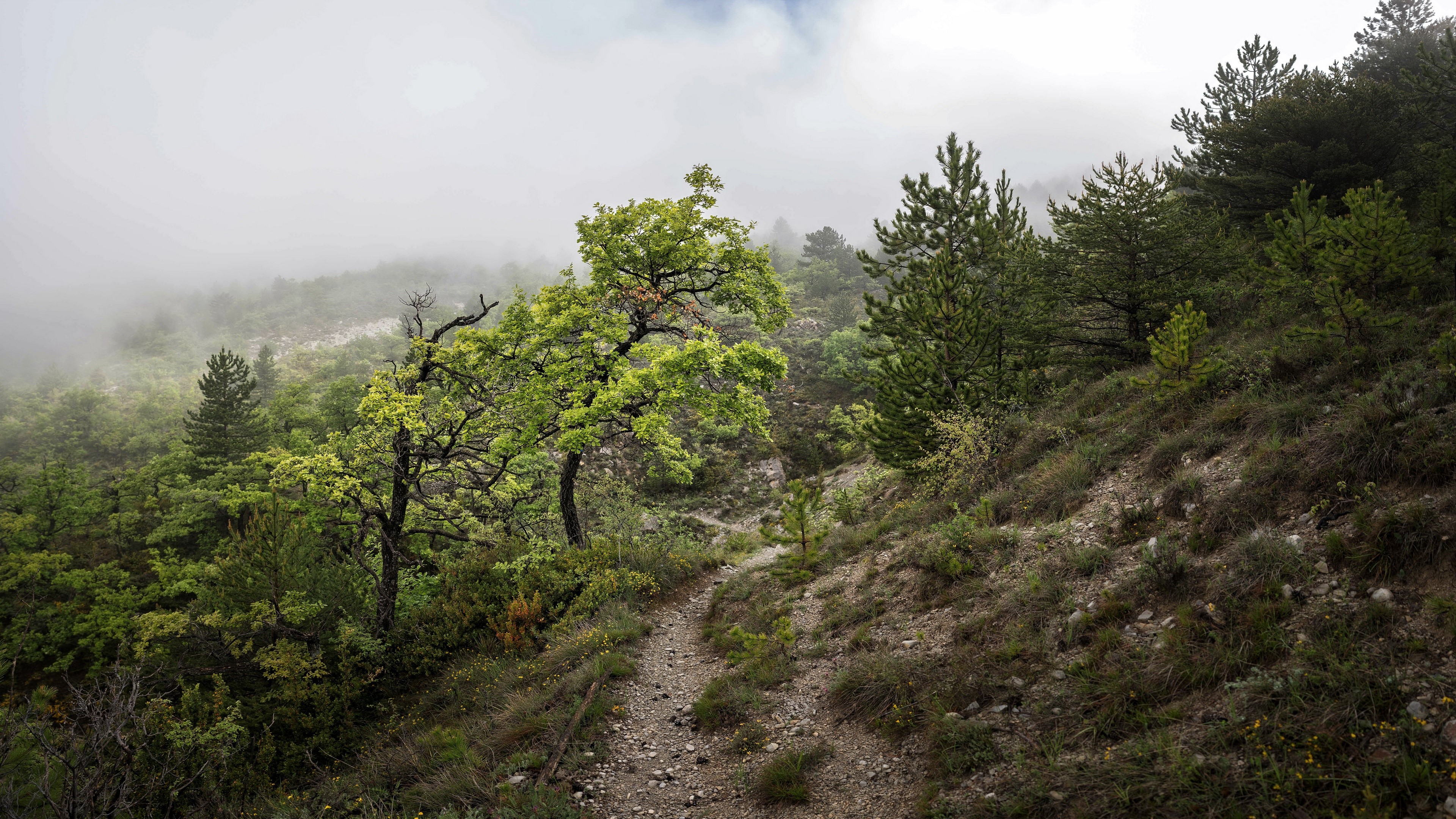 outdoors, nature, plants, path, mist, trees, hill, HD Wallpaper