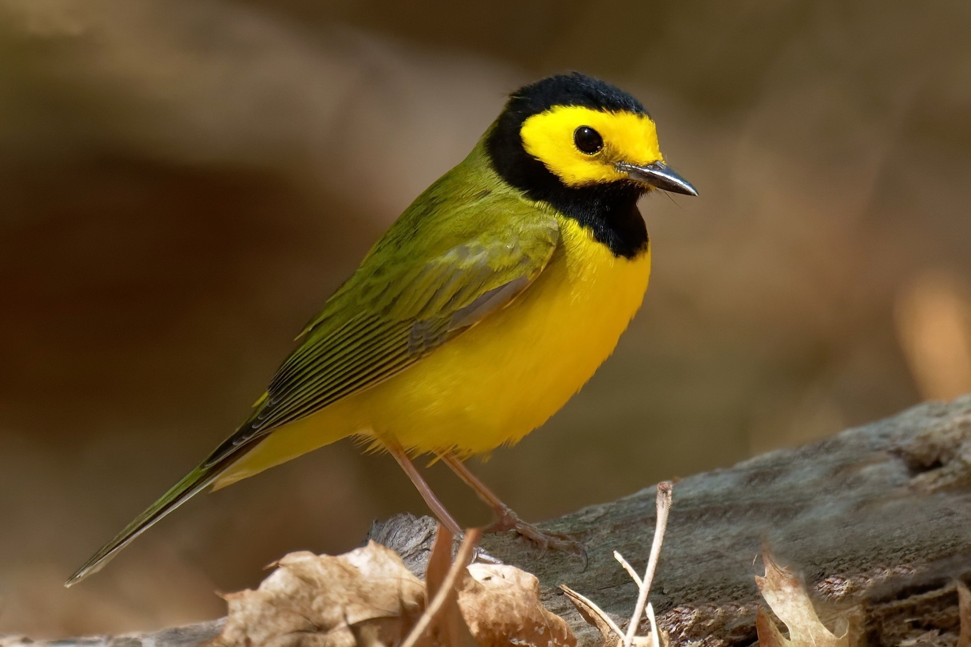 nature, animals, birds, colorful, HD Wallpaper