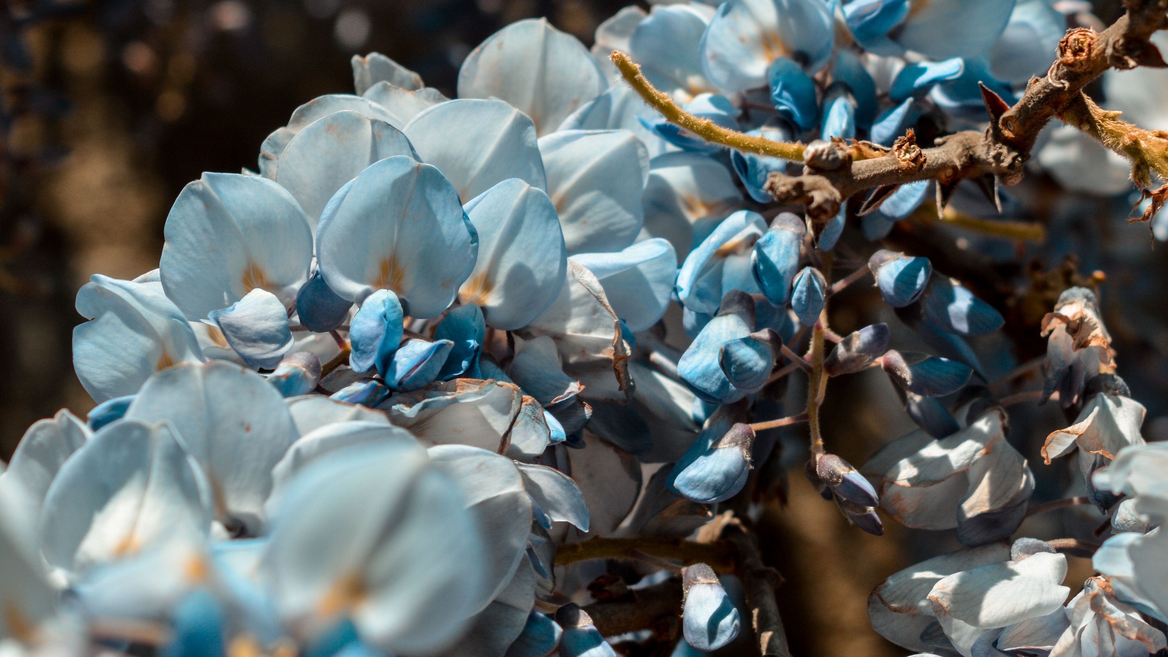 flowers, blue, branch, plant, blooms, spring, 4k, HD Wallpaper