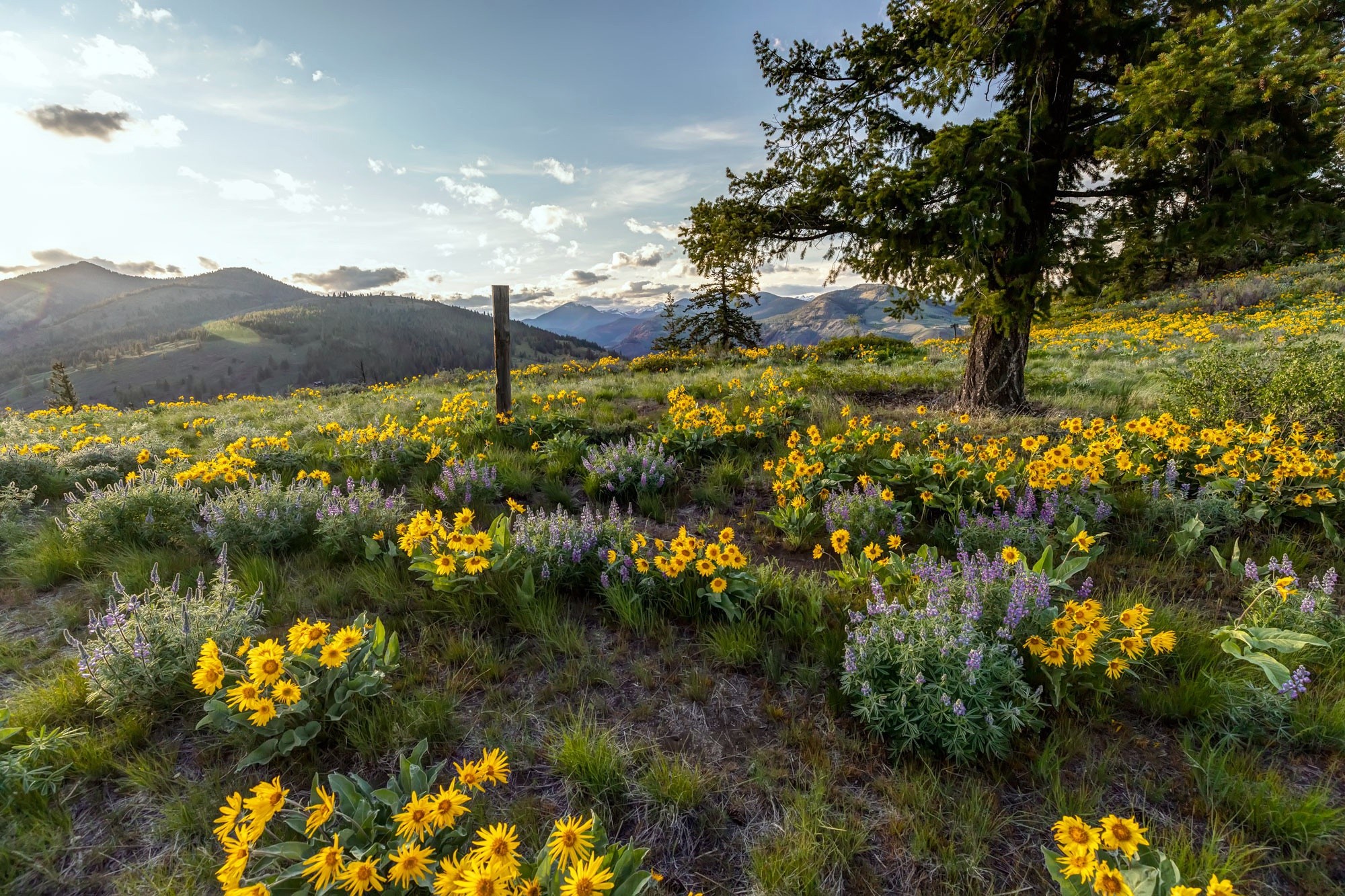 colorful, flowers, plants, landscape, outdoors, HD Wallpaper