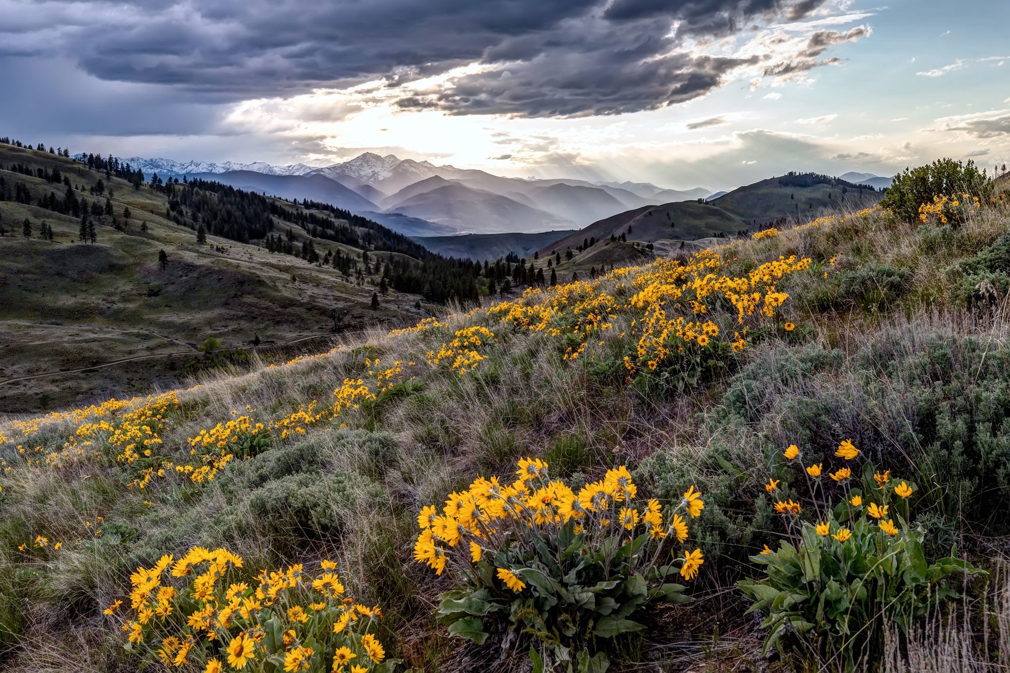 flowers, plants, nature, yellow flowers, landscape, HD Wallpaper