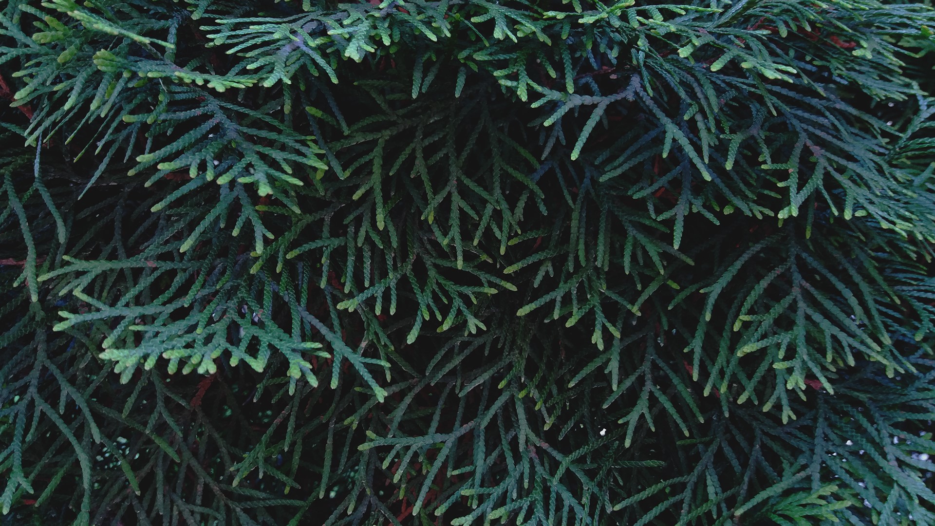 nature, plants, green, twigs, HD Wallpaper