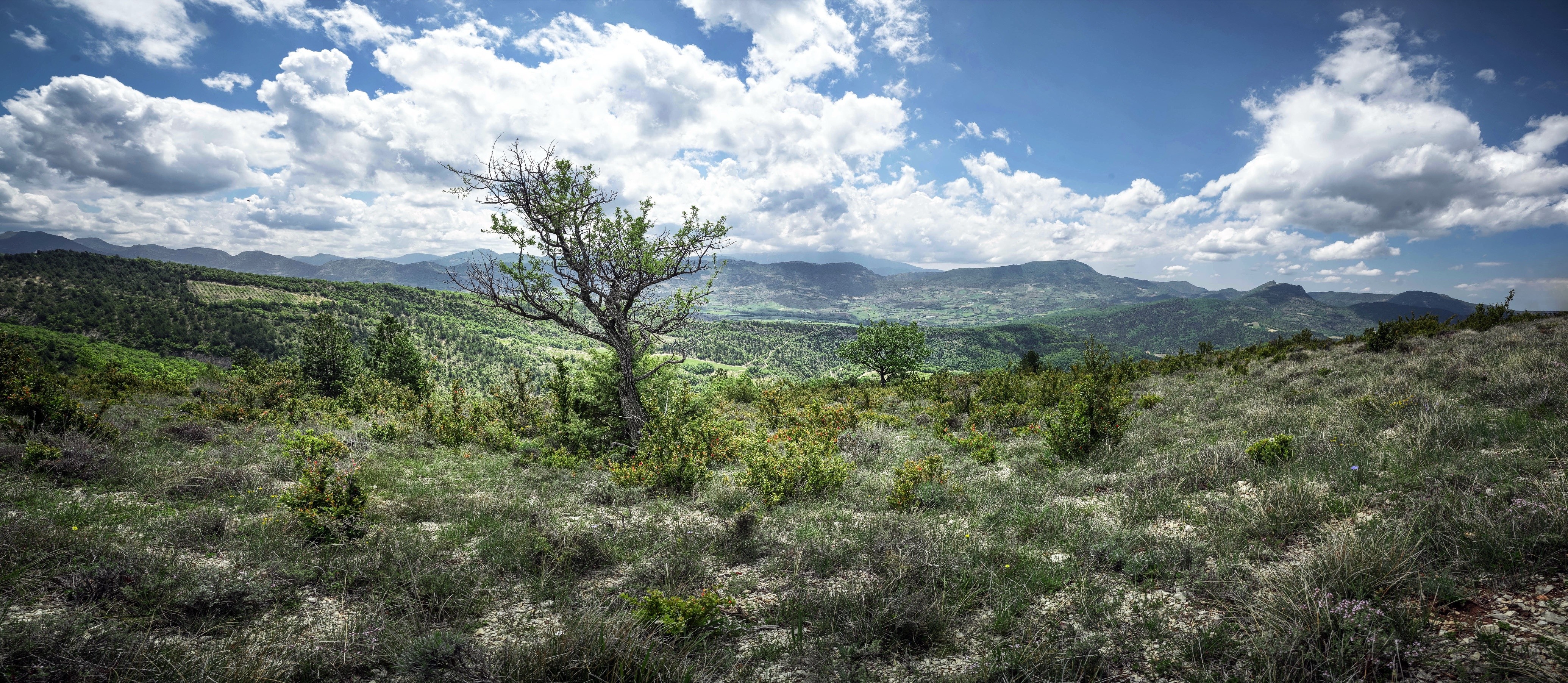 nature, landscape, panorama, sky, plants, clouds, HD Wallpaper