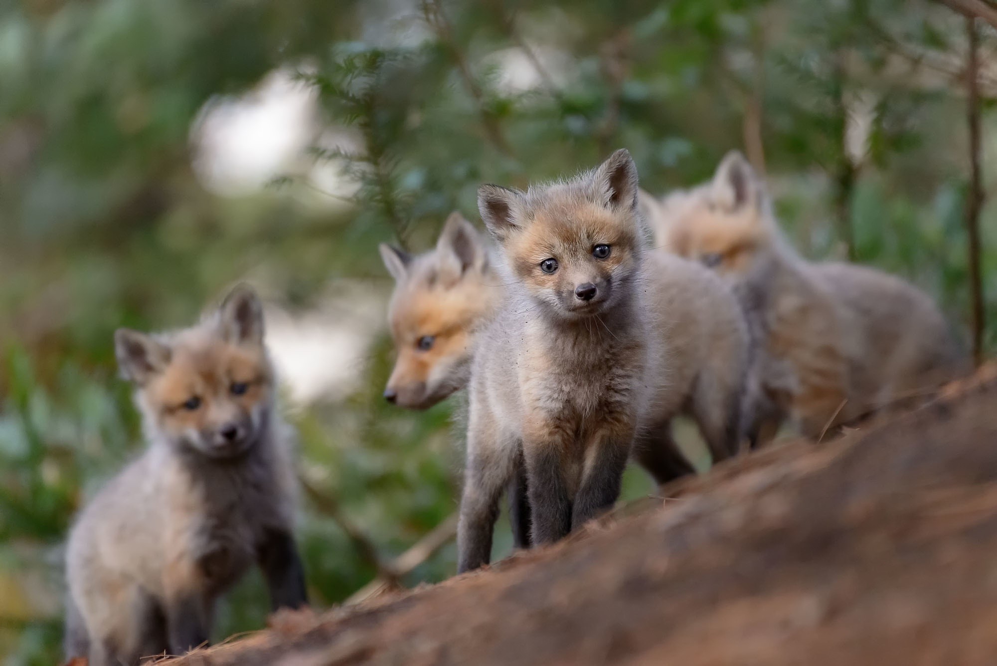 fox, animals, mammals, outdoors, HD Wallpaper