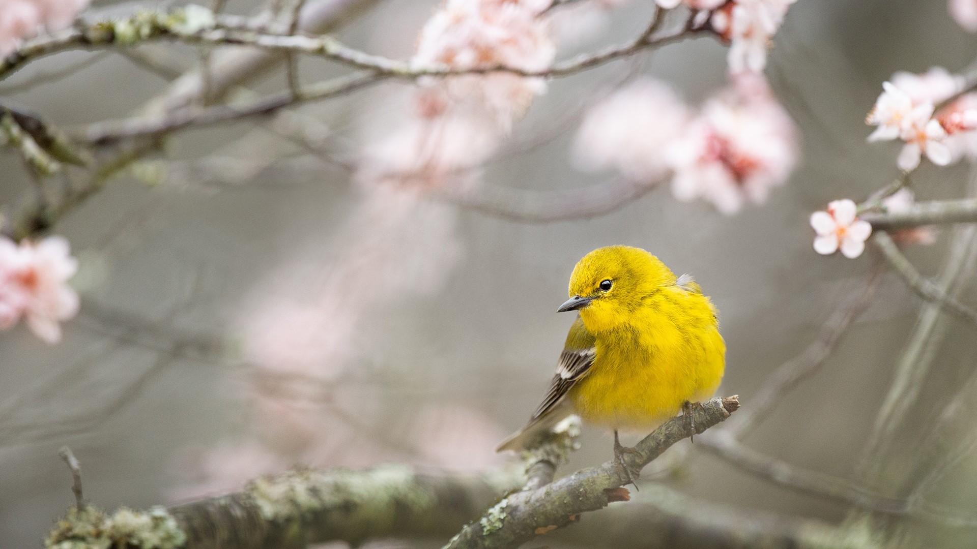 photography, Warbler, flowers, branch, HD Wallpaper