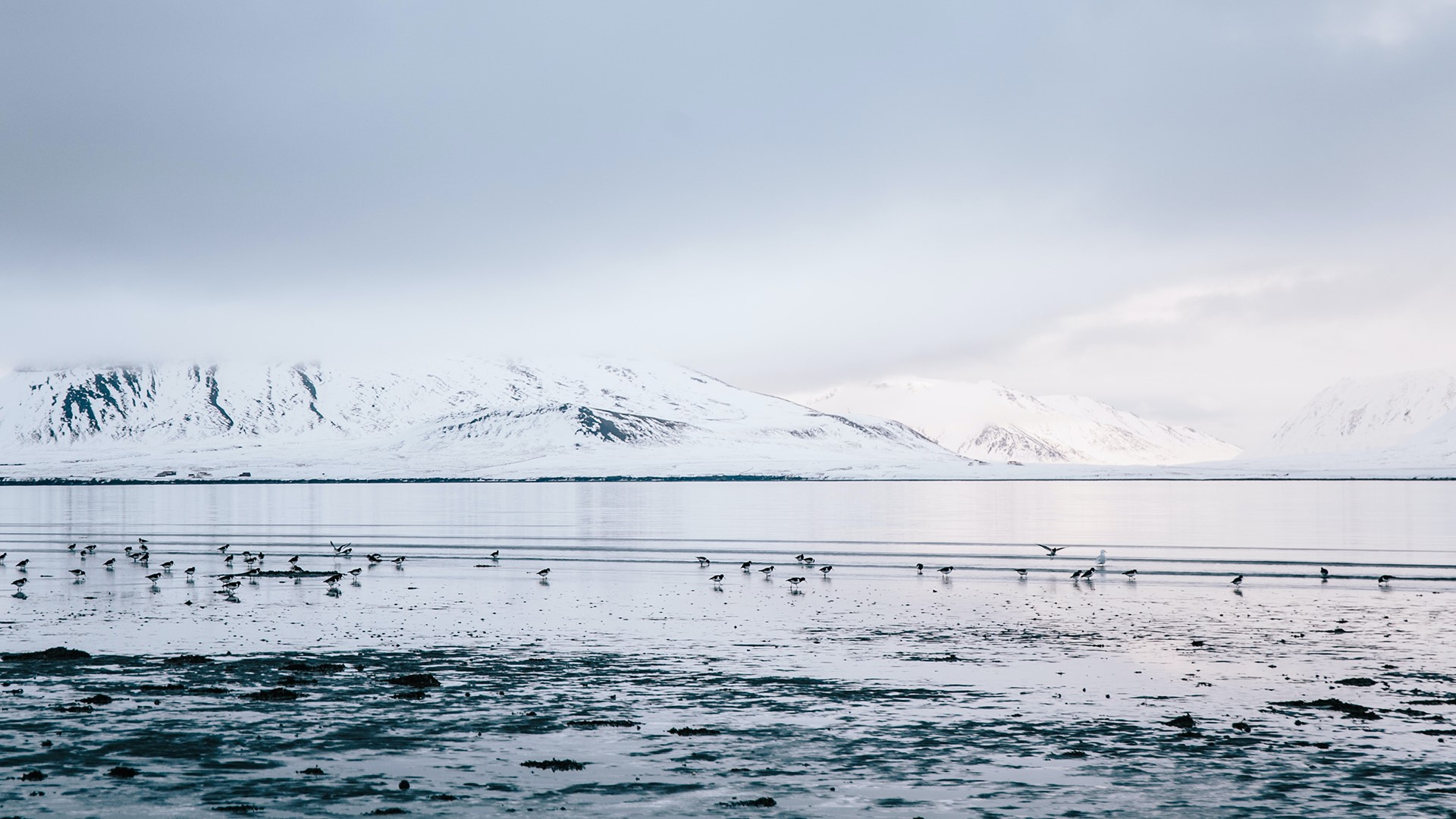 snow, water, photography, birds, mist, HD Wallpaper