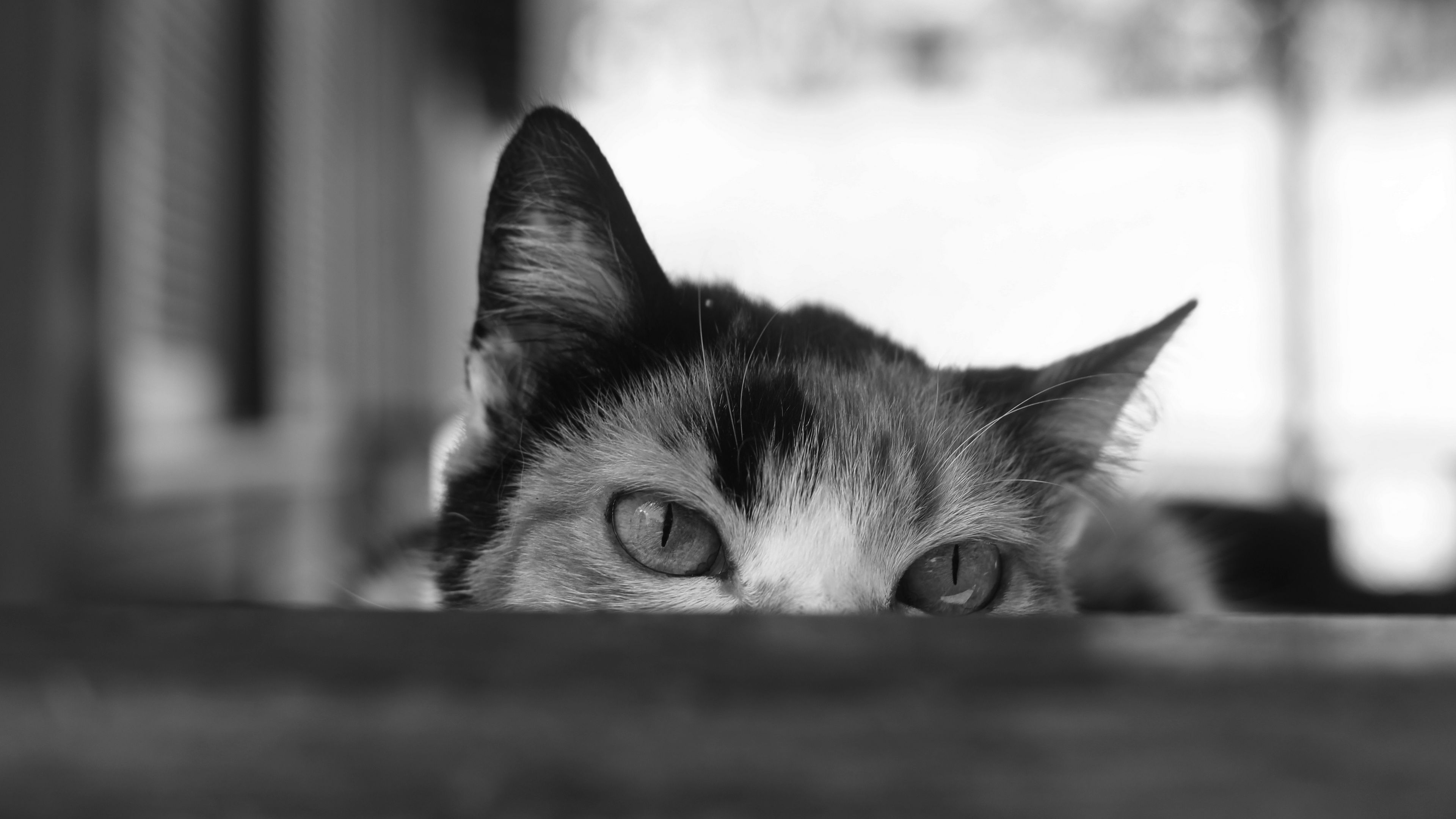 cat, bw, eyes, spy, ears, 4k, HD Wallpaper