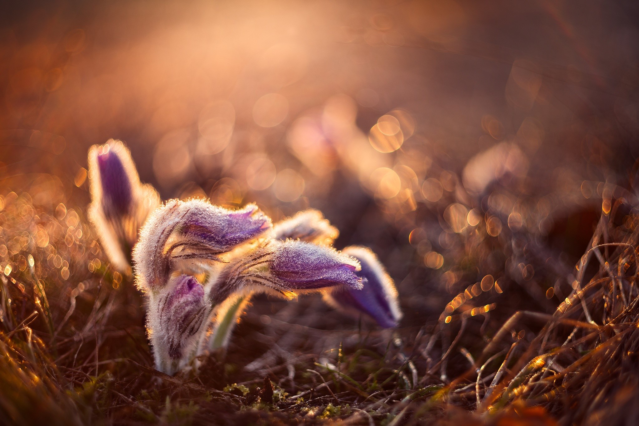 nature, flowers, plants, HD Wallpaper