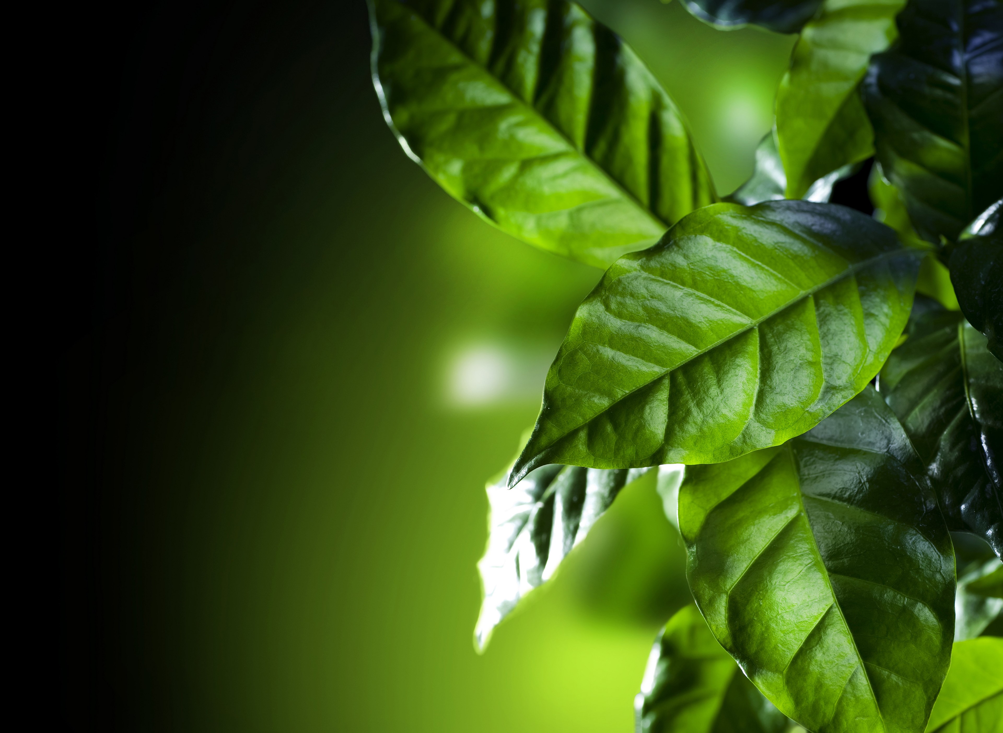 green, leaves, plants, HD Wallpaper