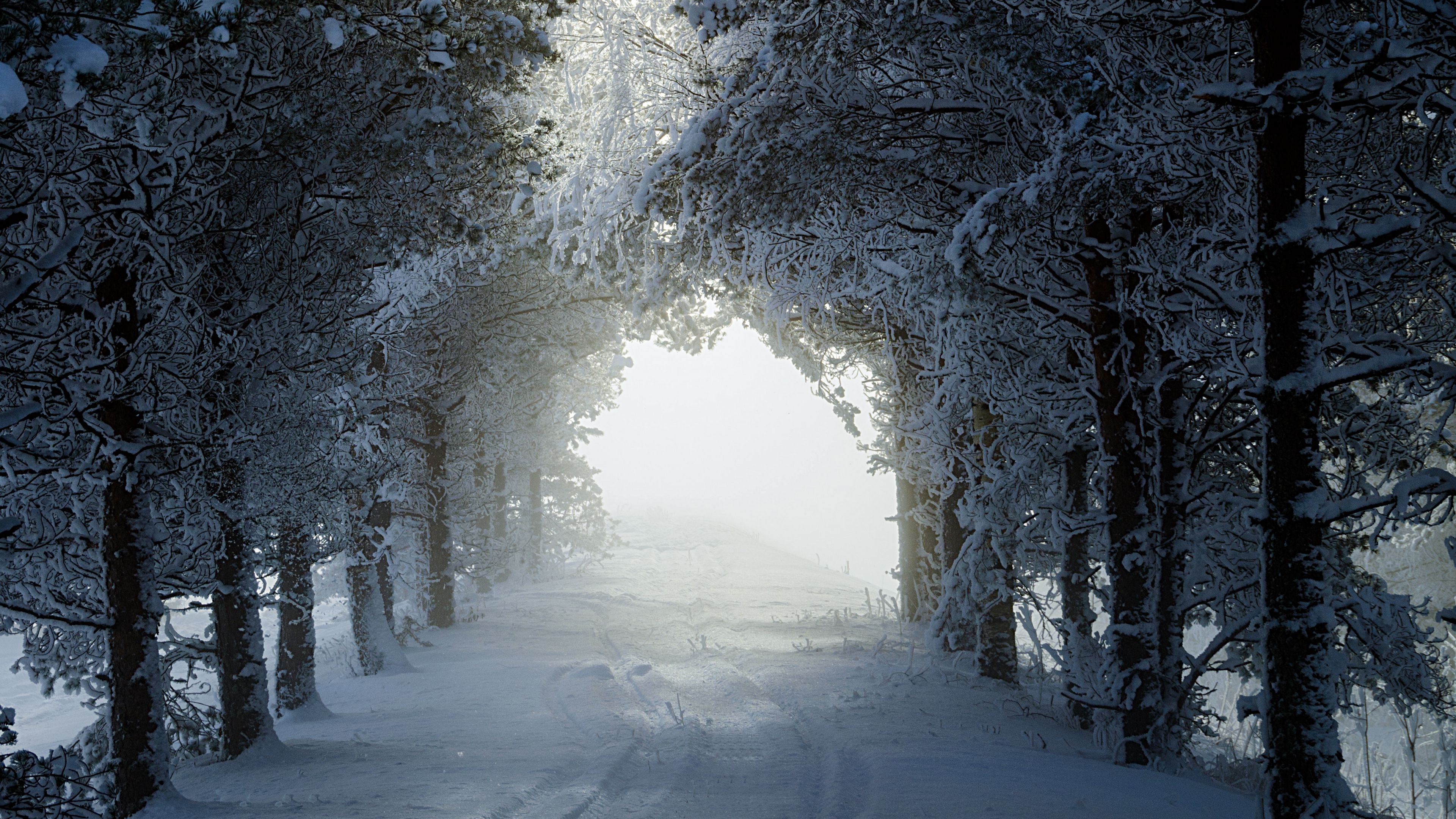 alley, trees, path, snow, winter, 4k, HD Wallpaper