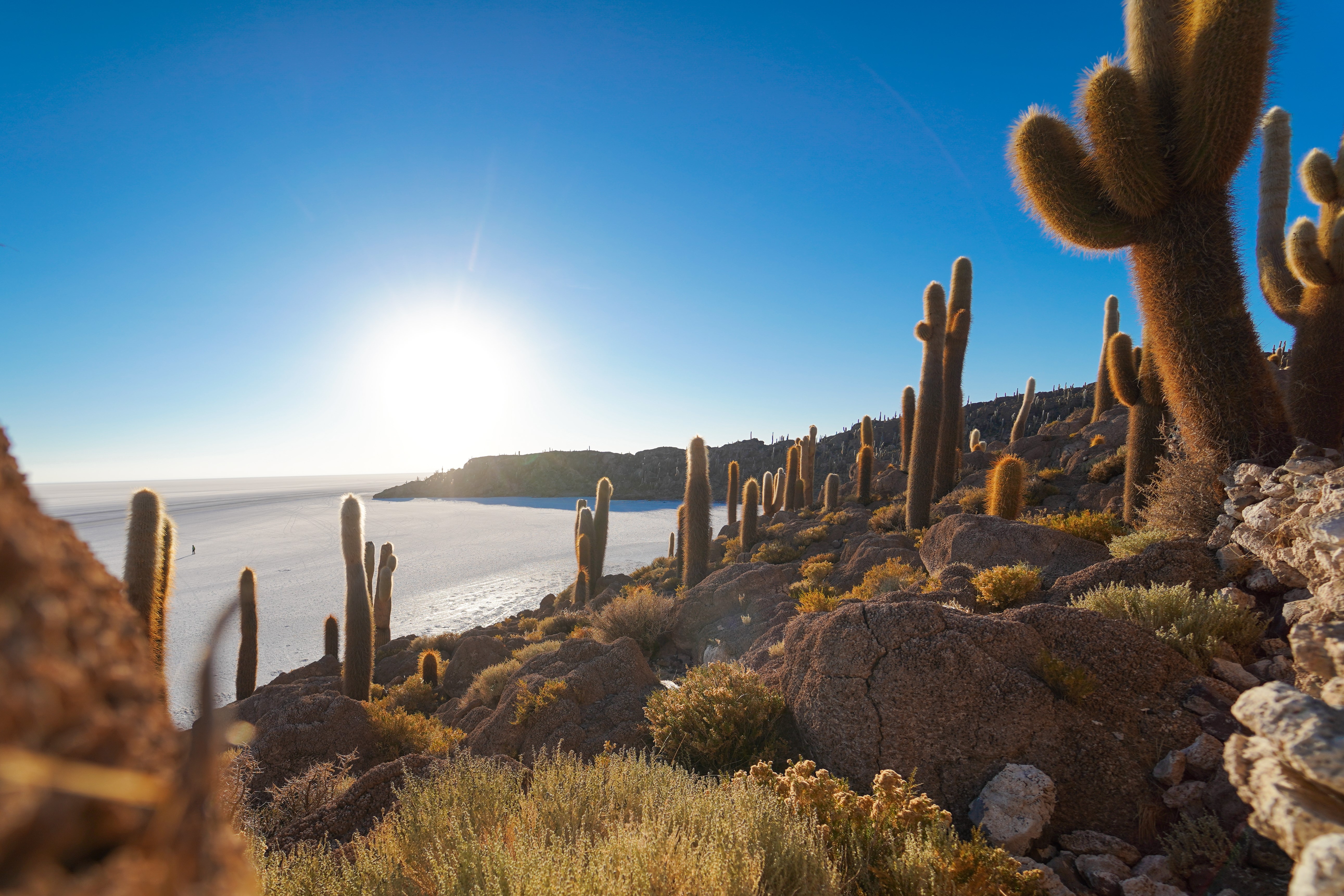 Chile, desert, cactus, sunlight, clear sky, Sun, rocks, HD Wallpaper