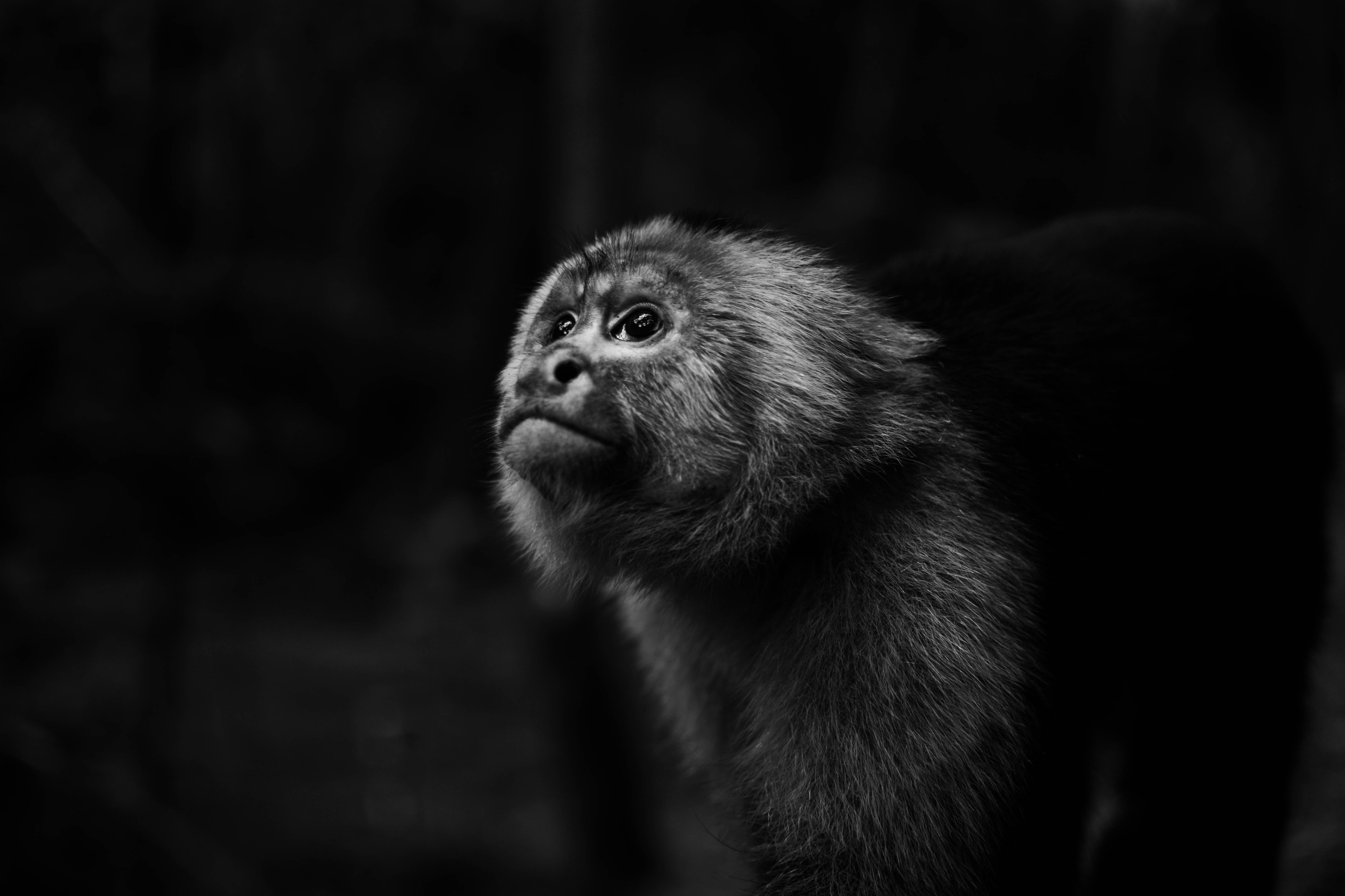 monkey, monochrome, looking away, eyes, simple background, animal eyes, HD Wallpaper
