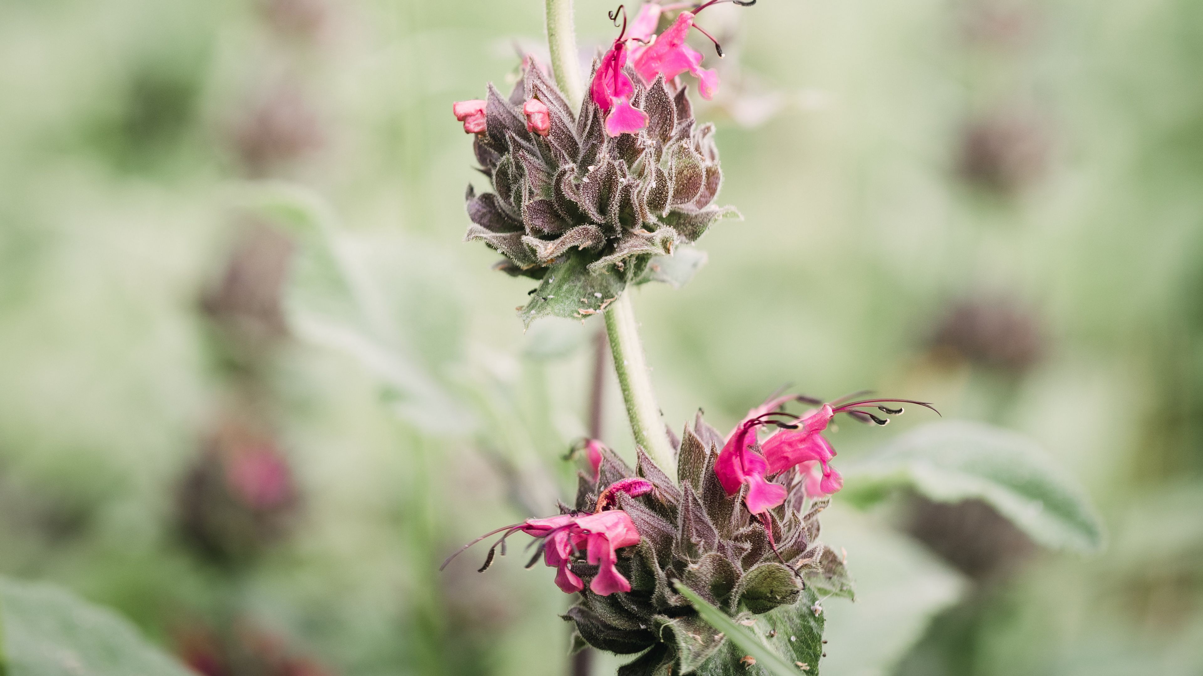 flower, inflorescence, plant, wild, stem, macro, 4k, HD Wallpaper
