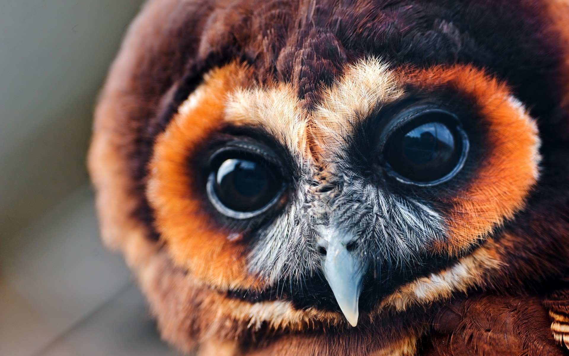 owl, bird of prey, nature, animals, depth of field, macro, birds, HD Wallpaper