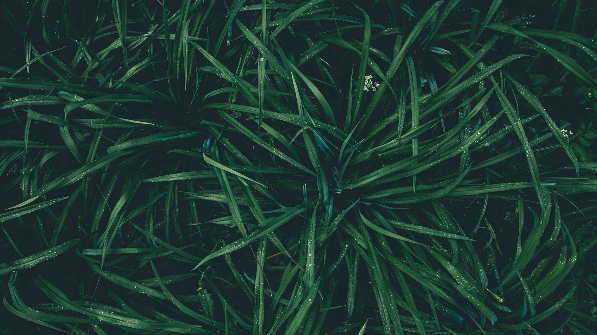 nature, plants, green, water drops, HD Wallpaper
