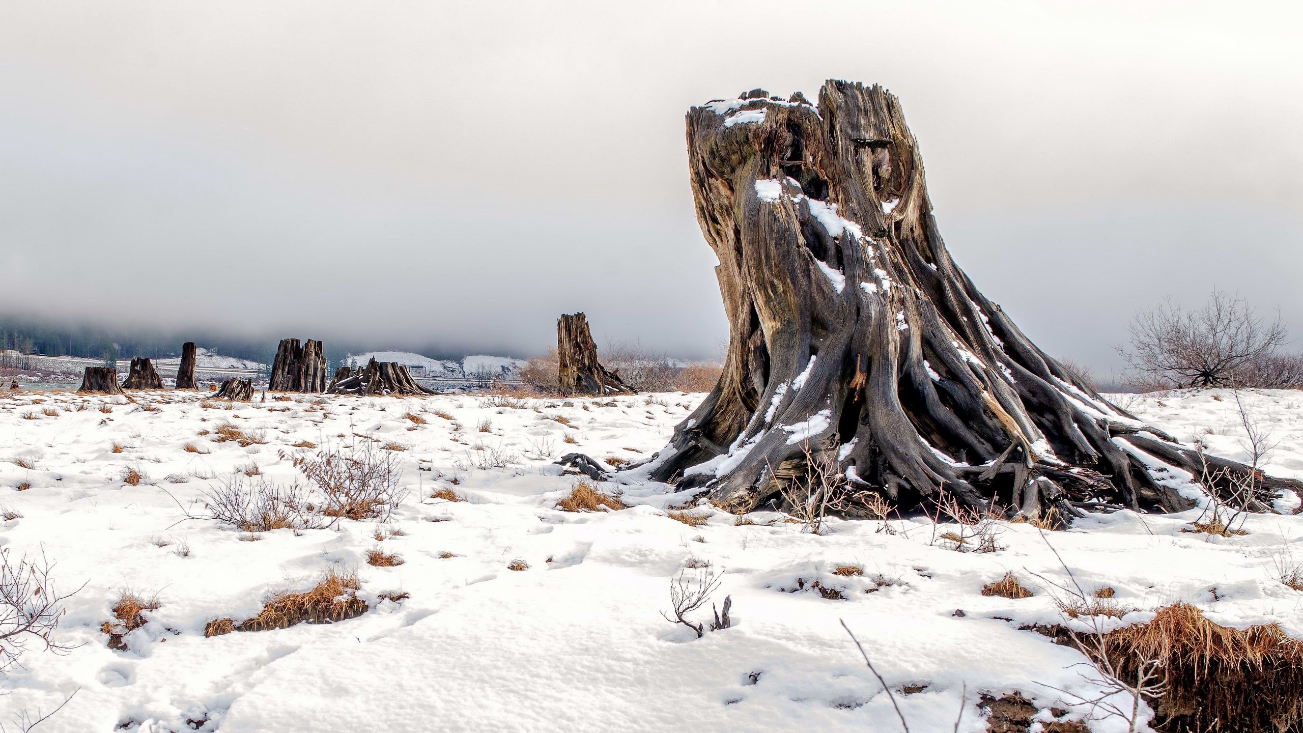 wood, nature, snow, winter, HD Wallpaper