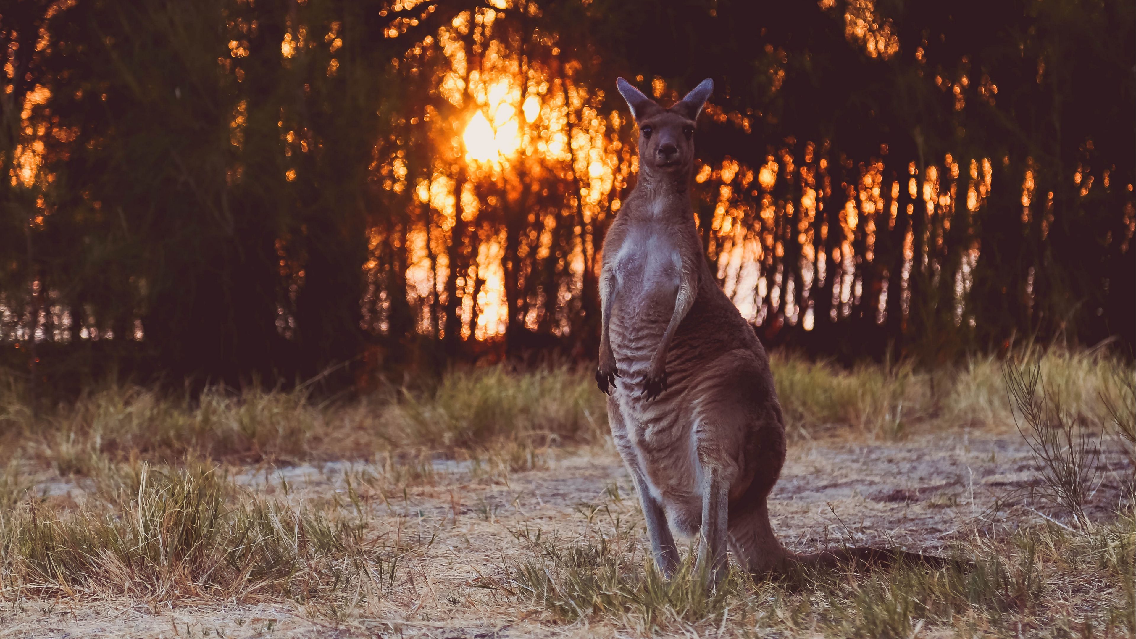 kangaroo, funny, wildlife, sunset, 4k, HD Wallpaper