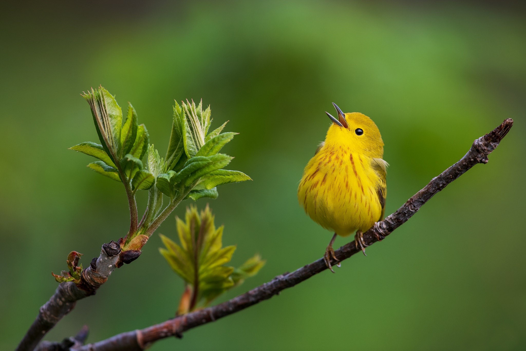 animals, twigs, birds, HD Wallpaper