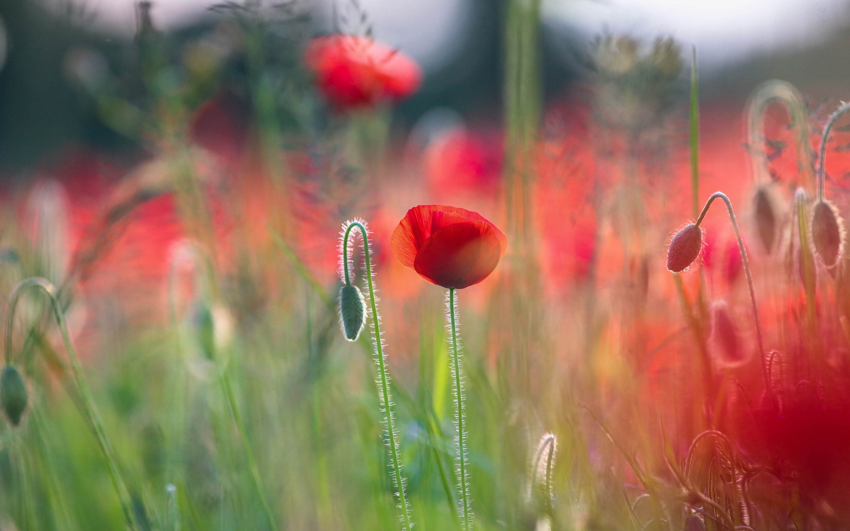 photography, poppies, flowers, plants, red flowers, HD Wallpaper