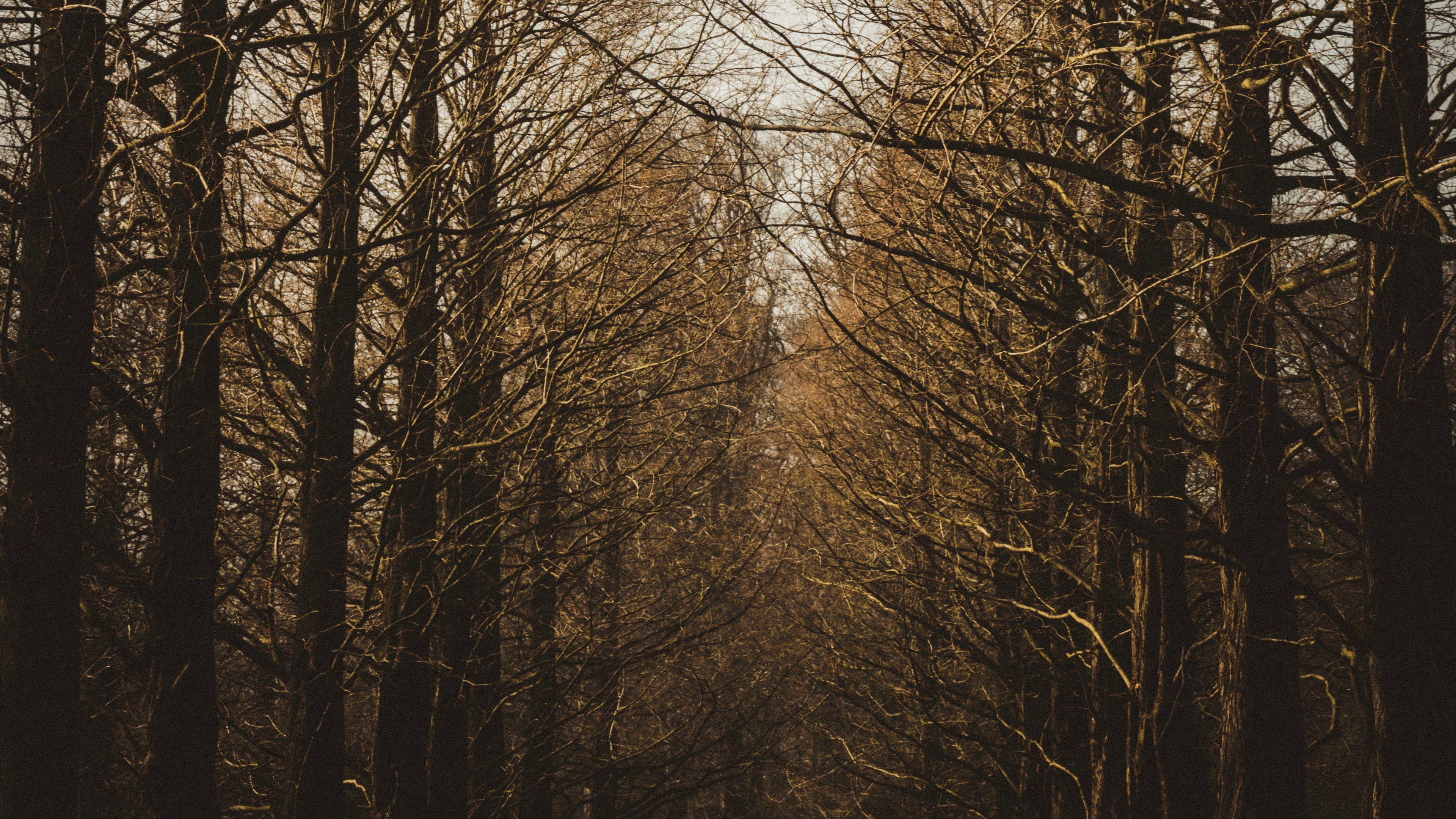 branches, trees, sky, autumn, forest, 4k, HD Wallpaper