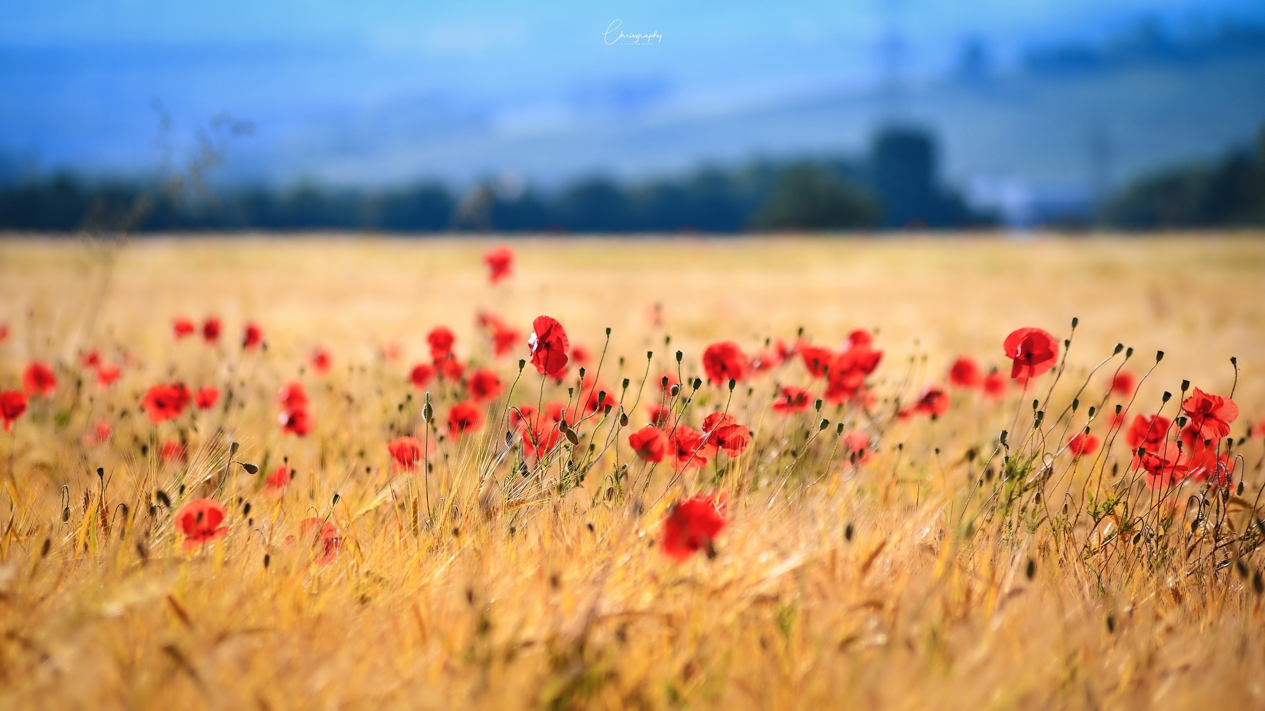 colorful, flowers, field, outdoors, plants, red flowers, Chrisgraphy, HD Wallpaper