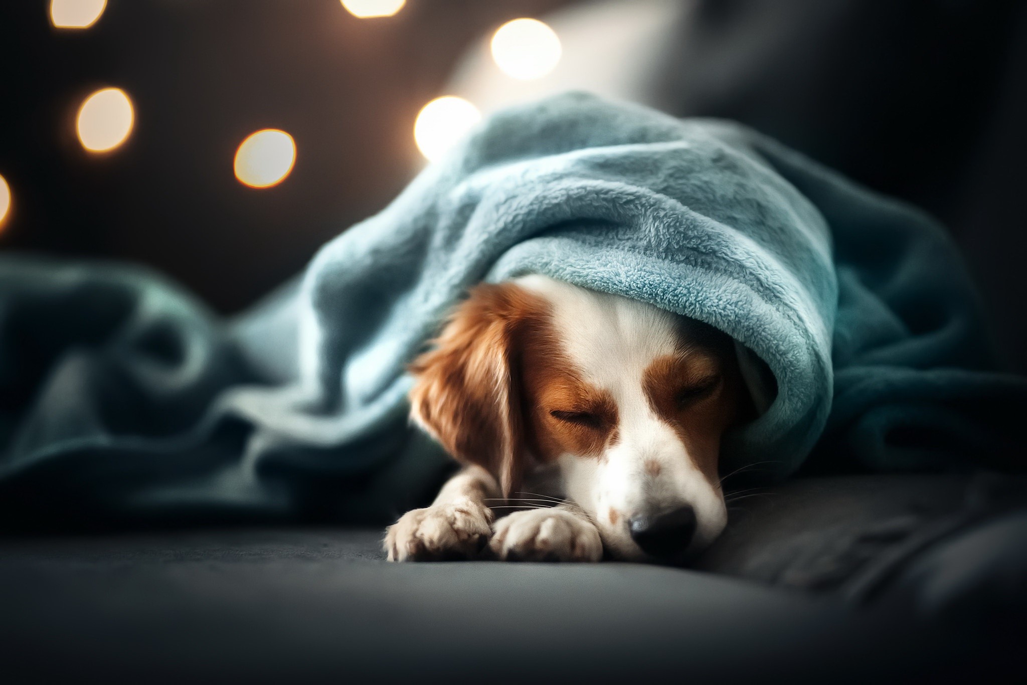 sleeping, closed eyes, dog, animals, mammals, HD Wallpaper