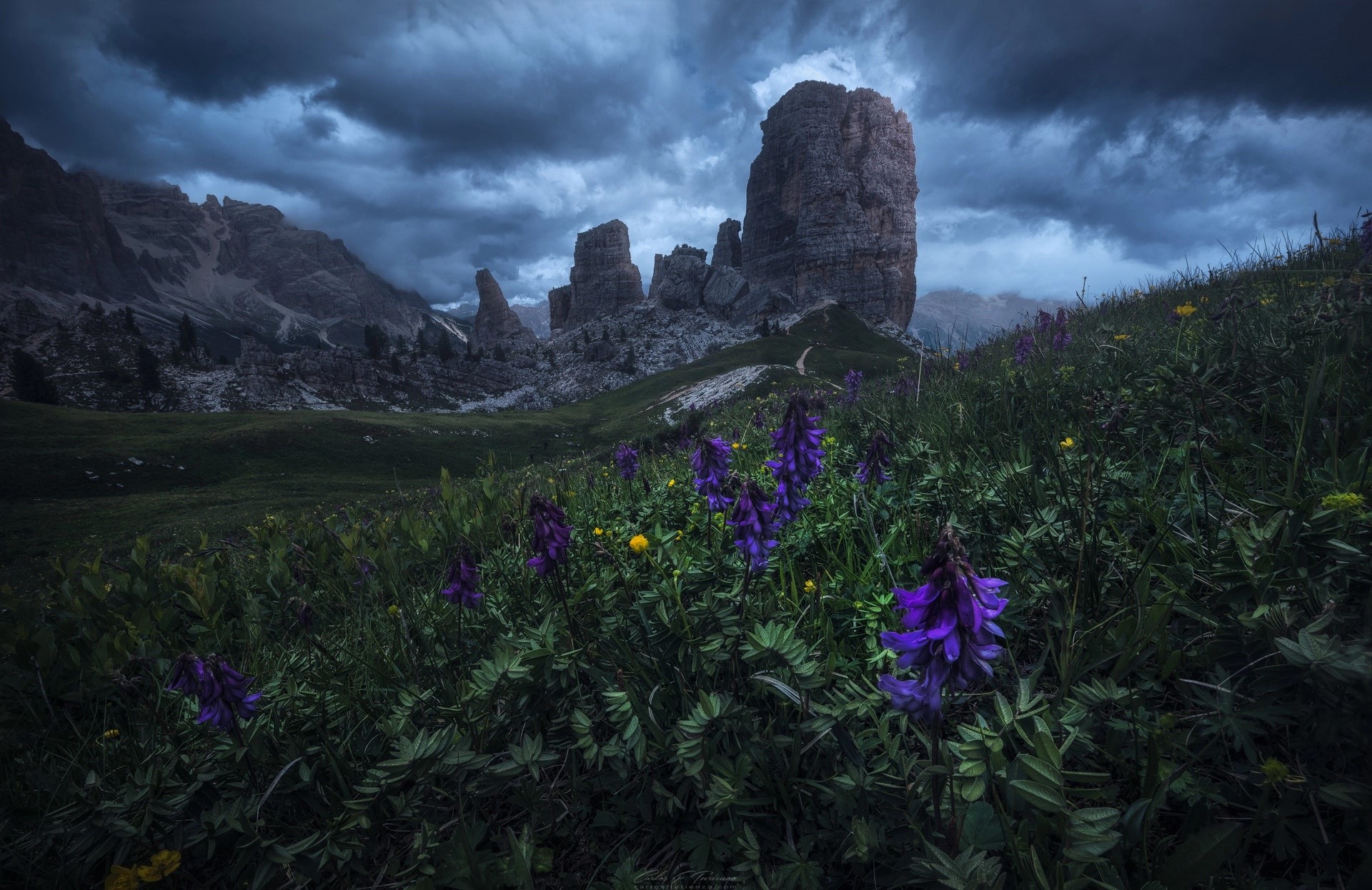 dark, nature, rock, flowers, outdoors, plants, HD Wallpaper