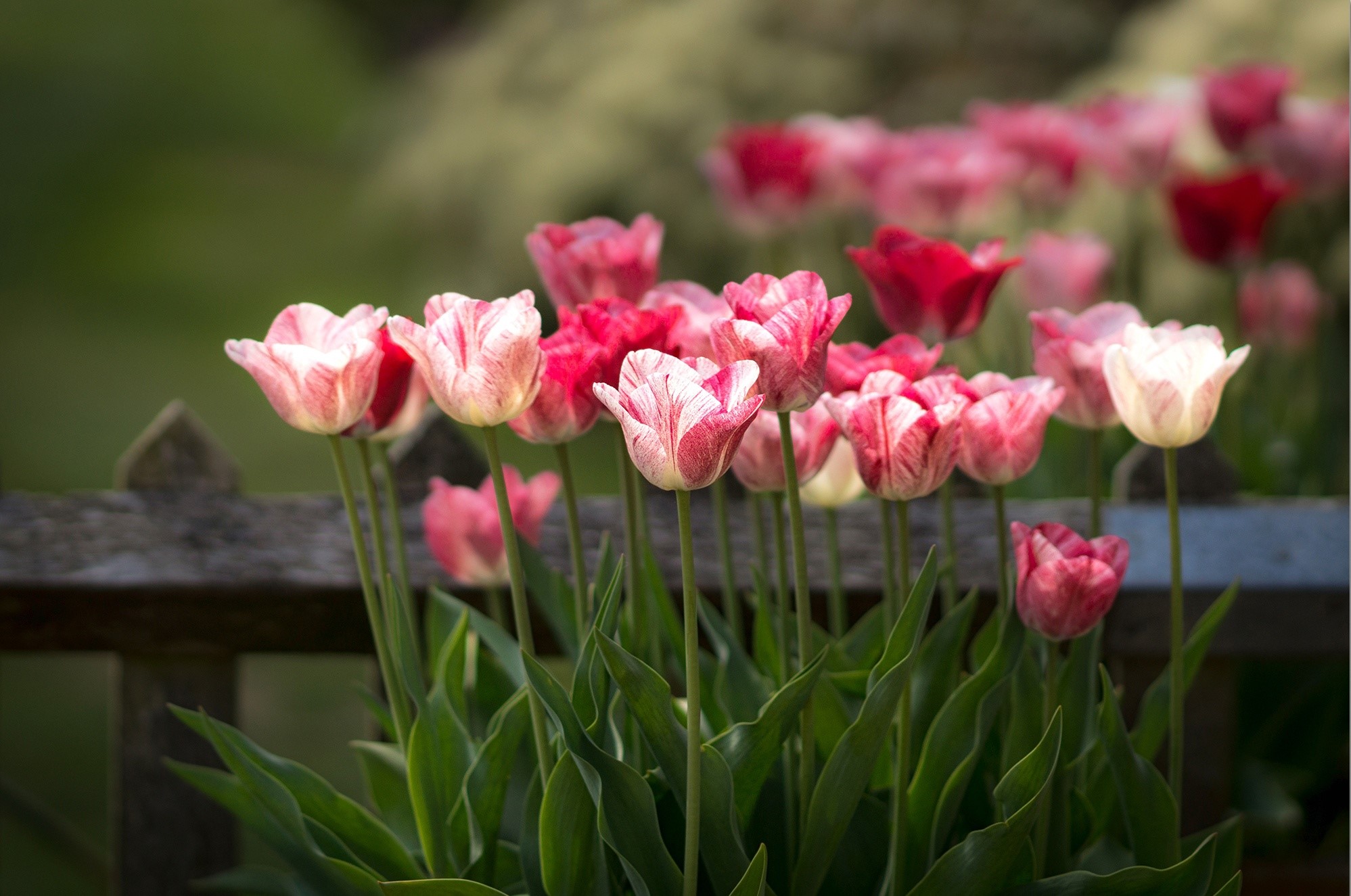flowers, colorful, tulips, plants, HD Wallpaper