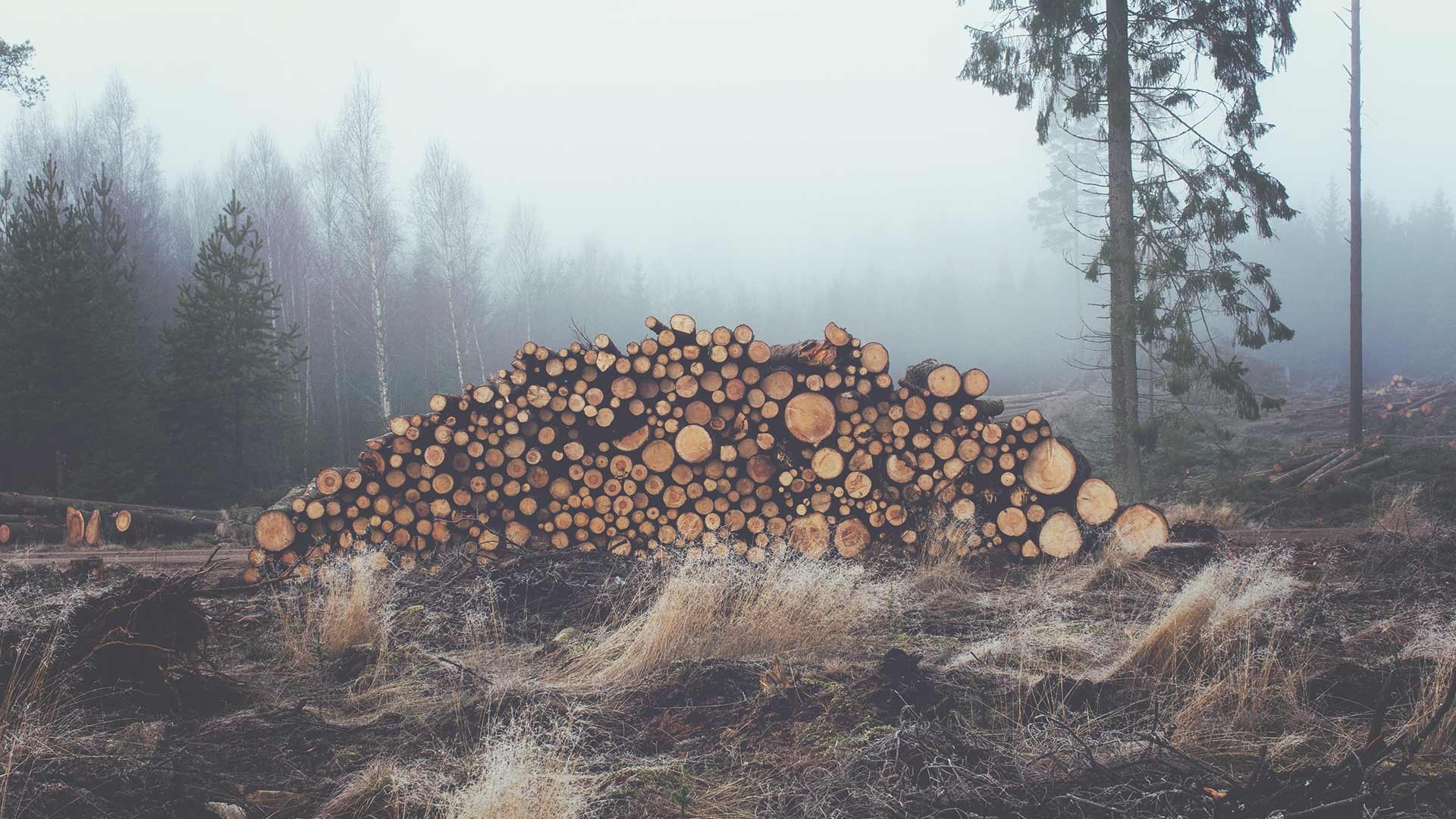 mist, wood, forest, trees, HD Wallpaper