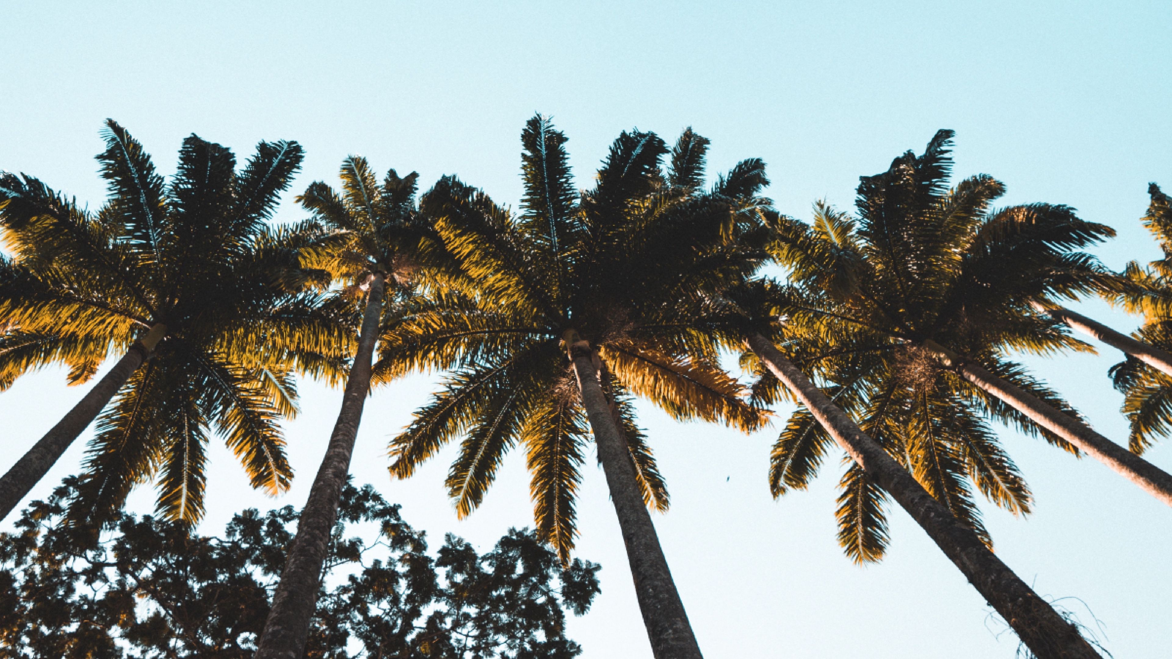 palm trees, tops, crowns, trees, tropical, 4k, HD Wallpaper