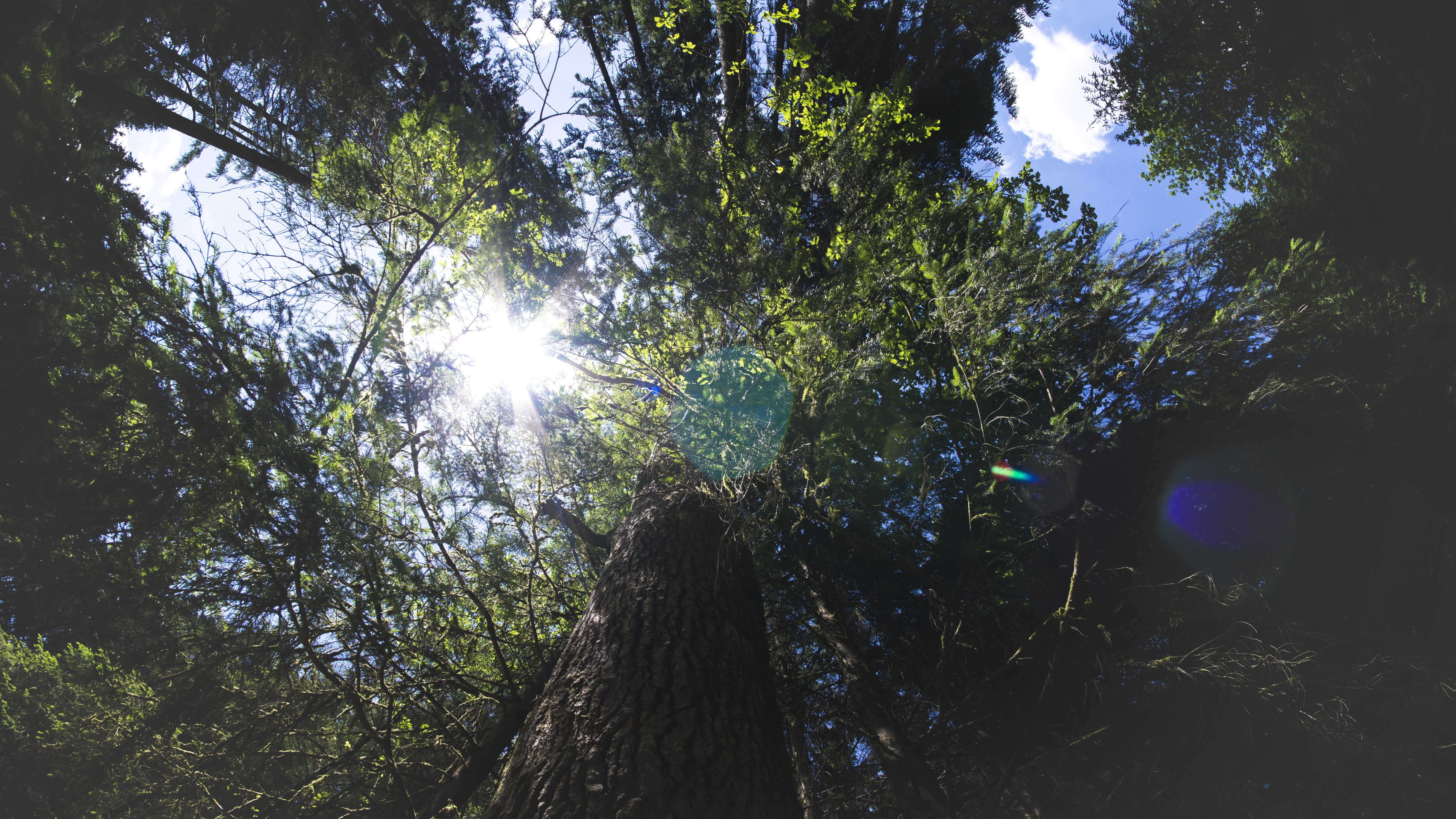nature, sky, clouds, trees, Sun, lens flare, forest, wood, leaves, HD Wallpaper