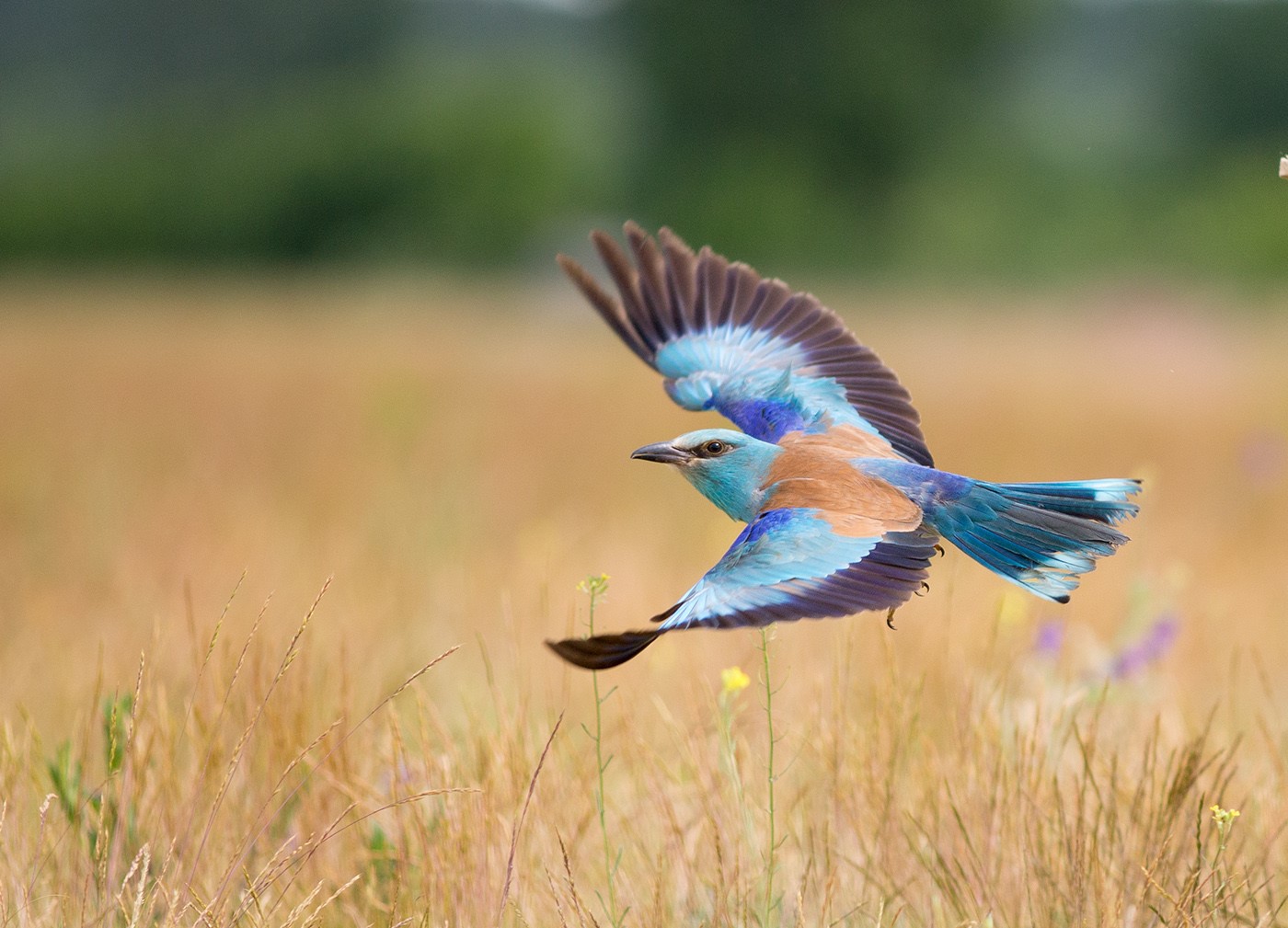 Jevtic Budimir, birds, animals, flying, feathers, blue, plains, nature, HD Wallpaper