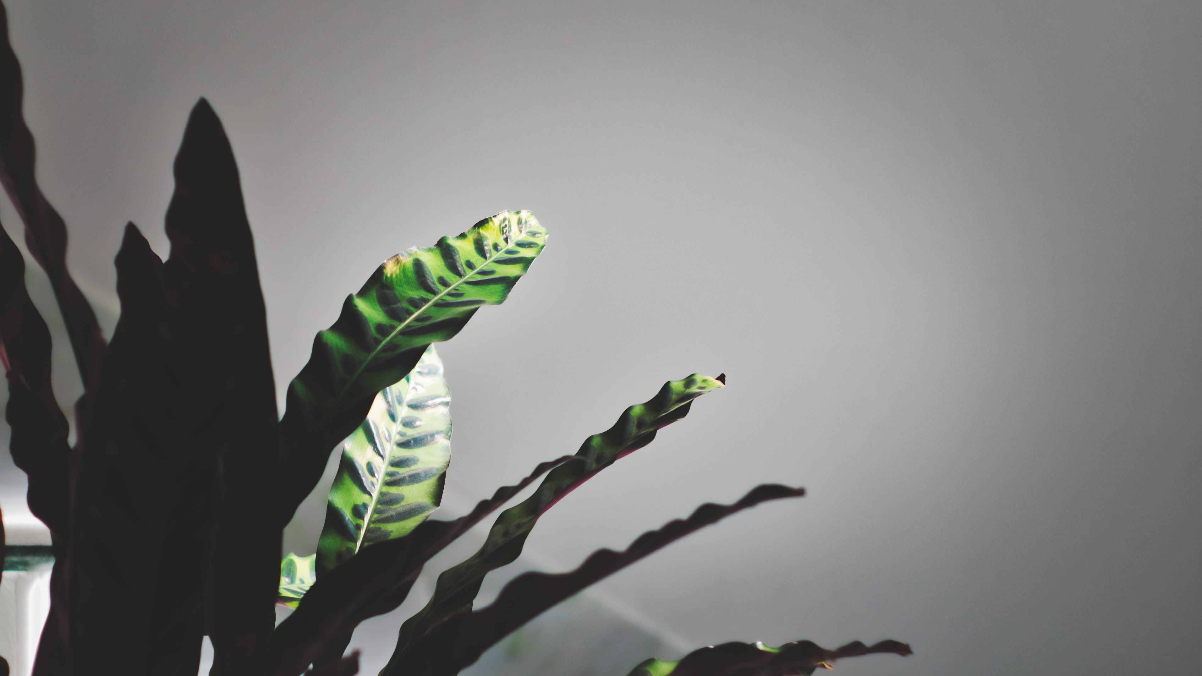 plants, white, leaves, HD Wallpaper