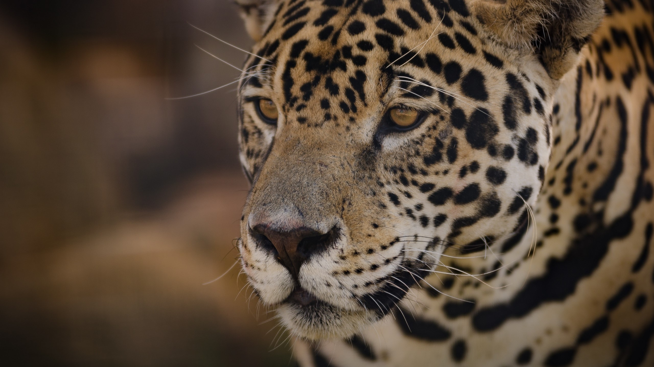 nature, wildlife, muzzles, feline, jaguars, big cats, mammals, HD Wallpaper