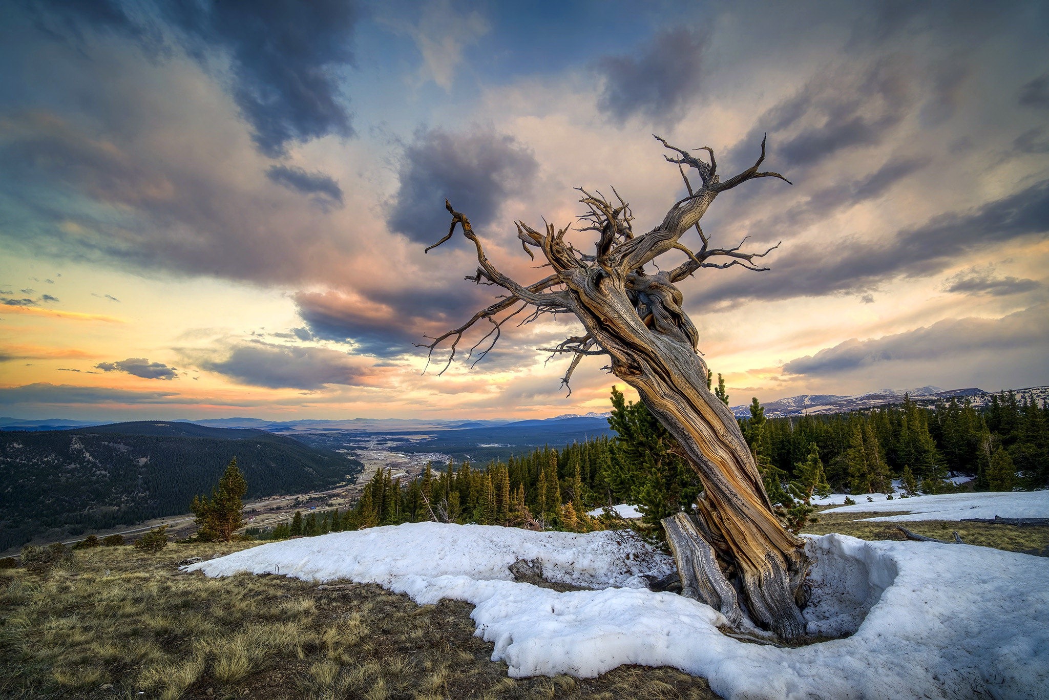 trees, wood, snow, outdoors, landscape, Colorado, USA, HD Wallpaper