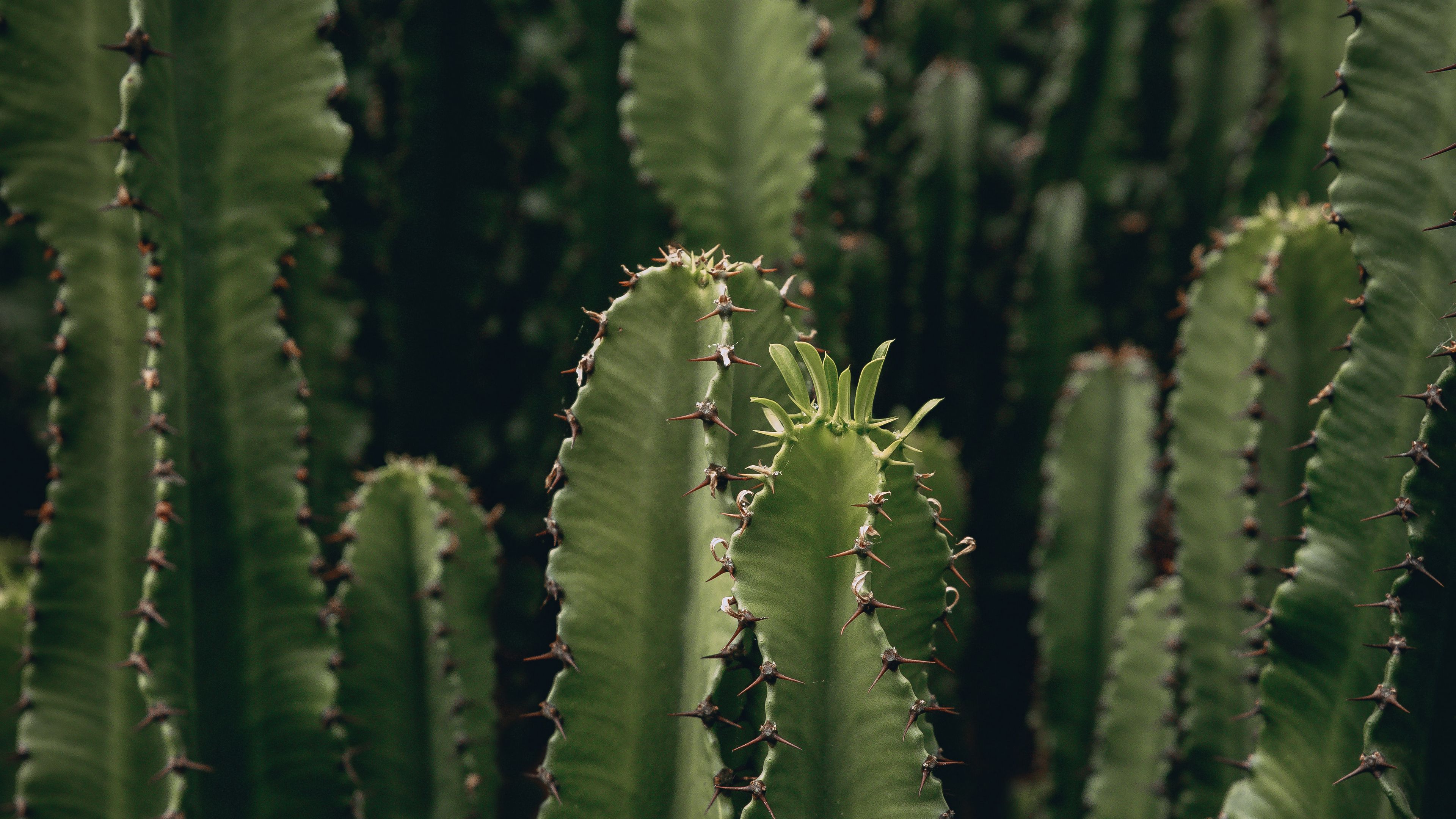 cactus, plant, spiny, green, deserted, 4k, HD Wallpaper