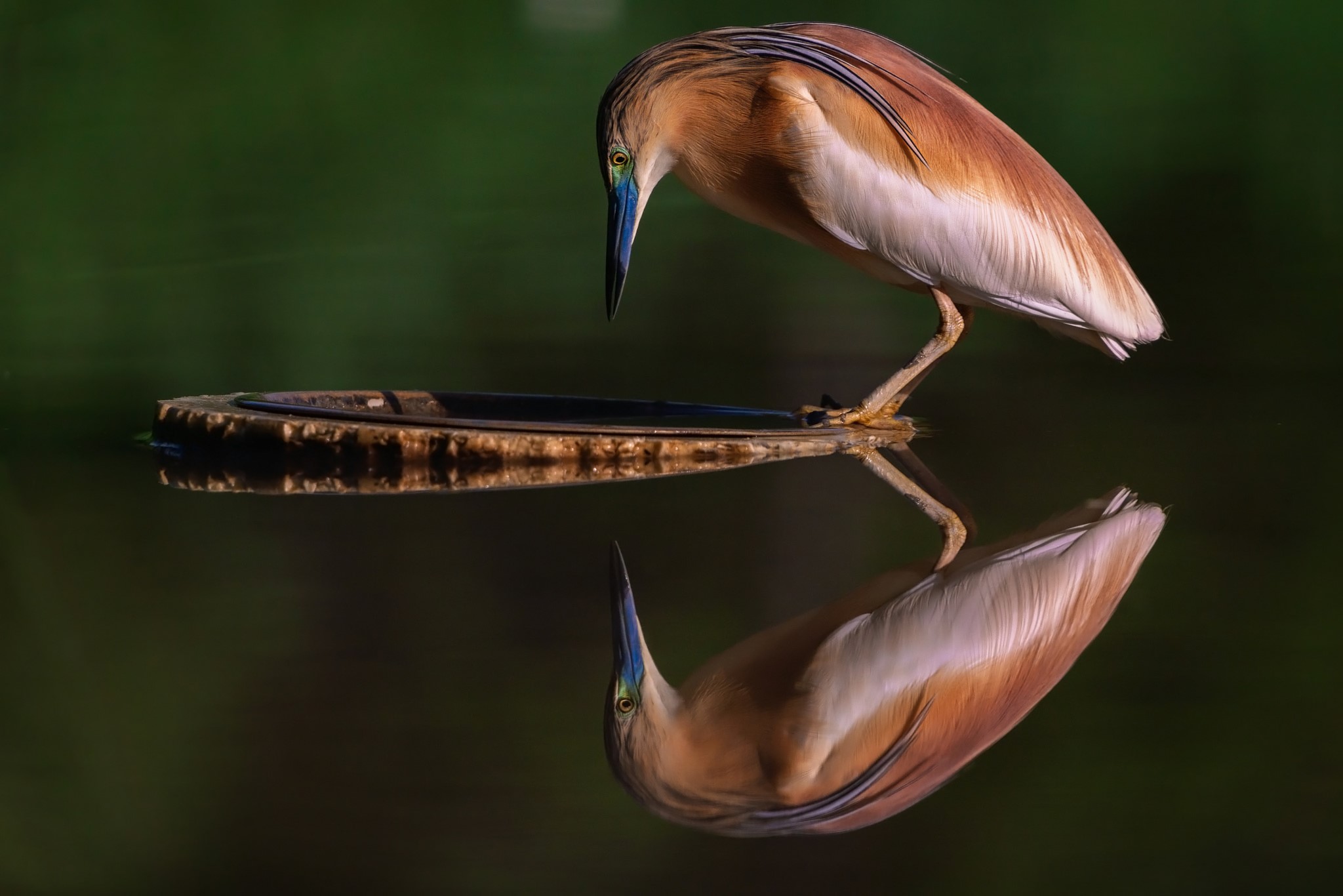 Fabio Supernova, animals, birds, beak, reflection, water, feathers, HD Wallpaper