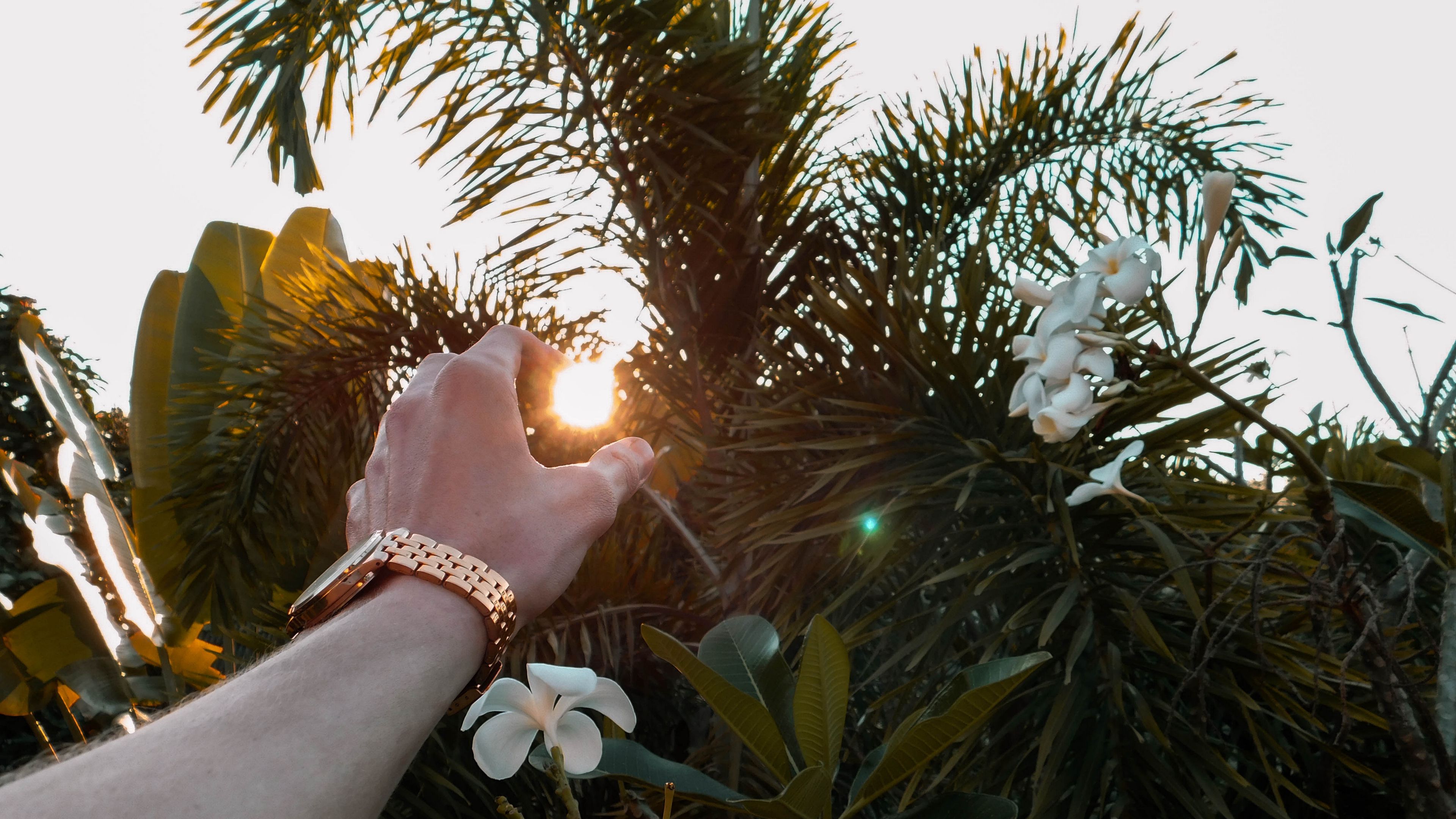 hand, sun, branches, leaves, 4k, HD Wallpaper