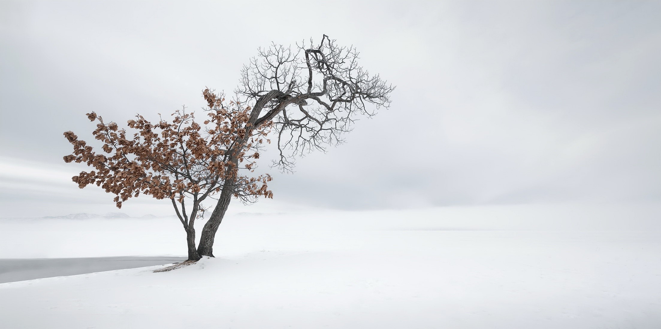 outdoors, winter, snow, trees, HD Wallpaper
