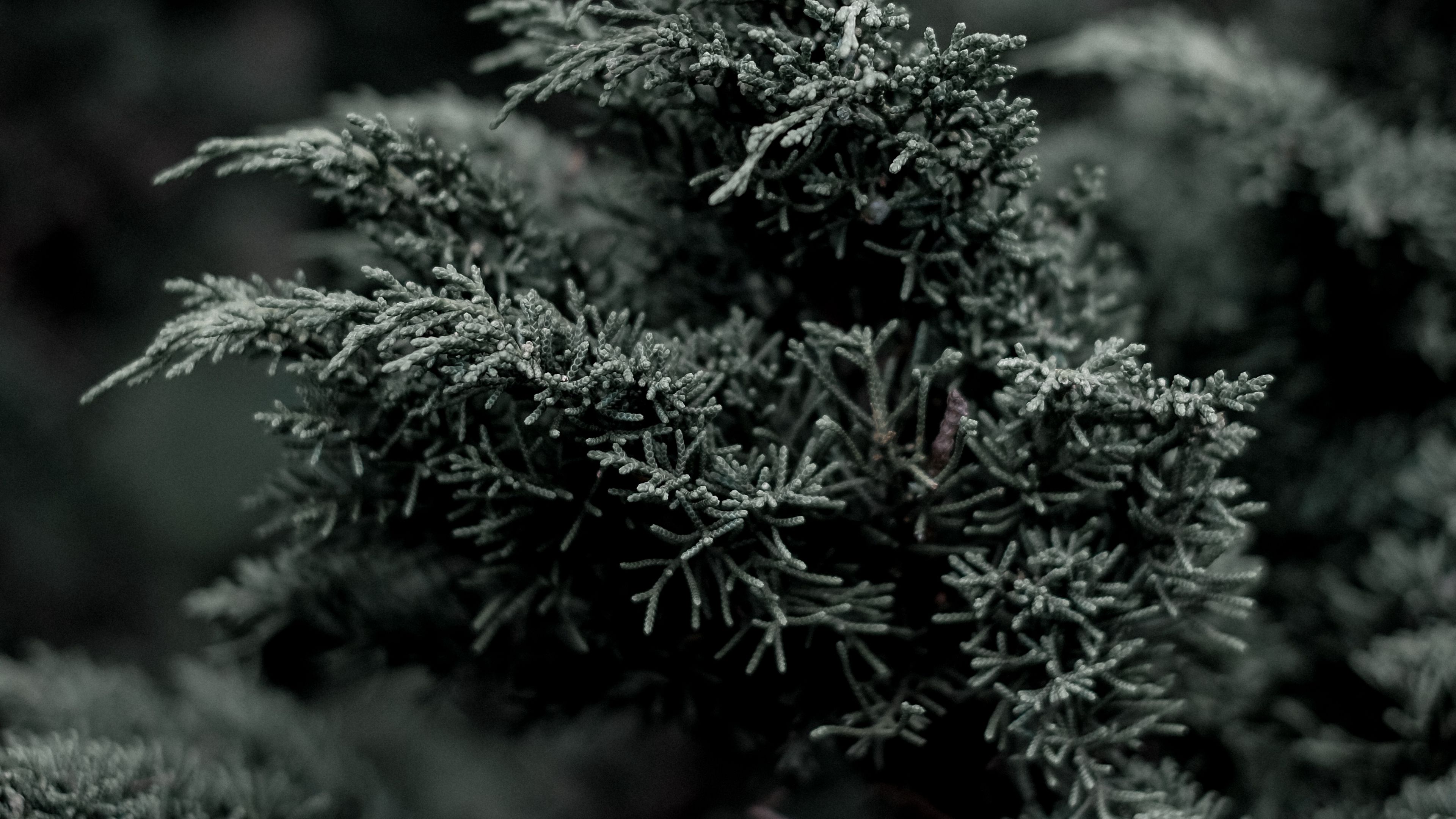 juniper, needles, evergreen, bush, branch, plant, 4k, HD Wallpaper