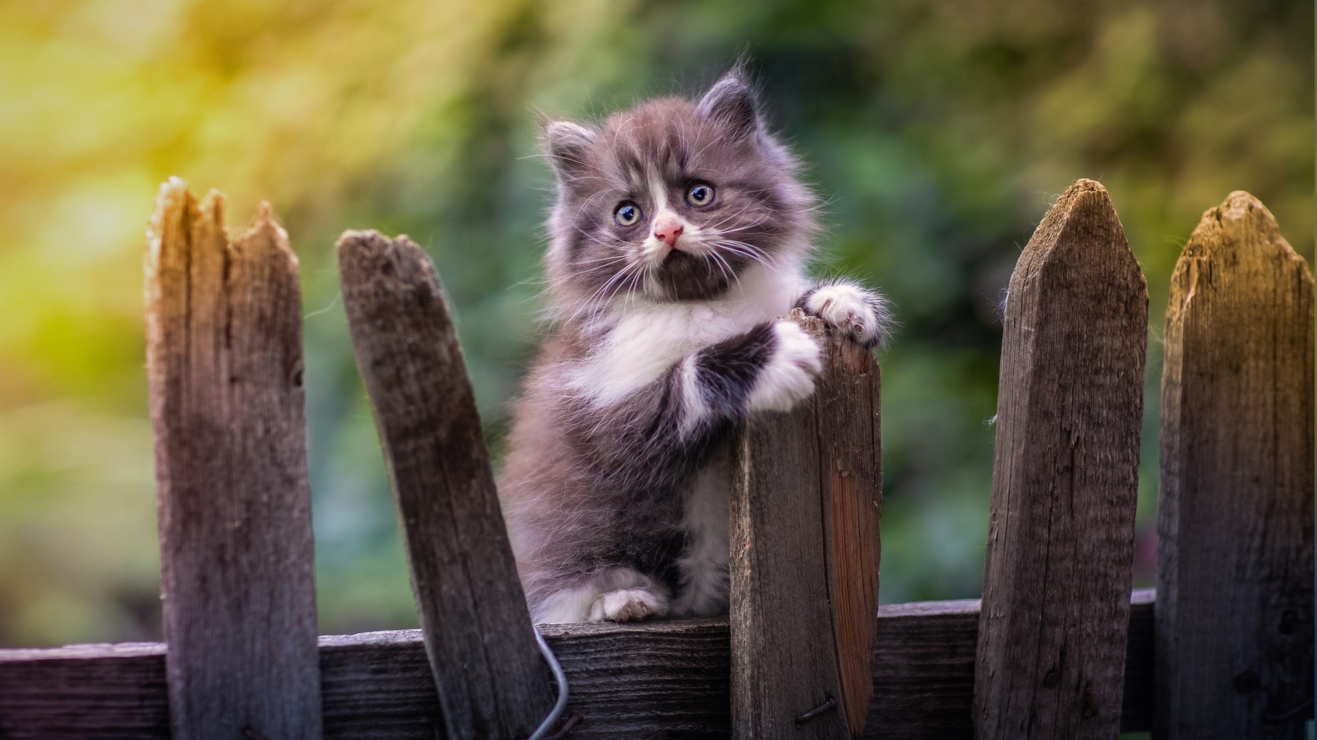 animals, cats, mammals, outdoors, HD Wallpaper