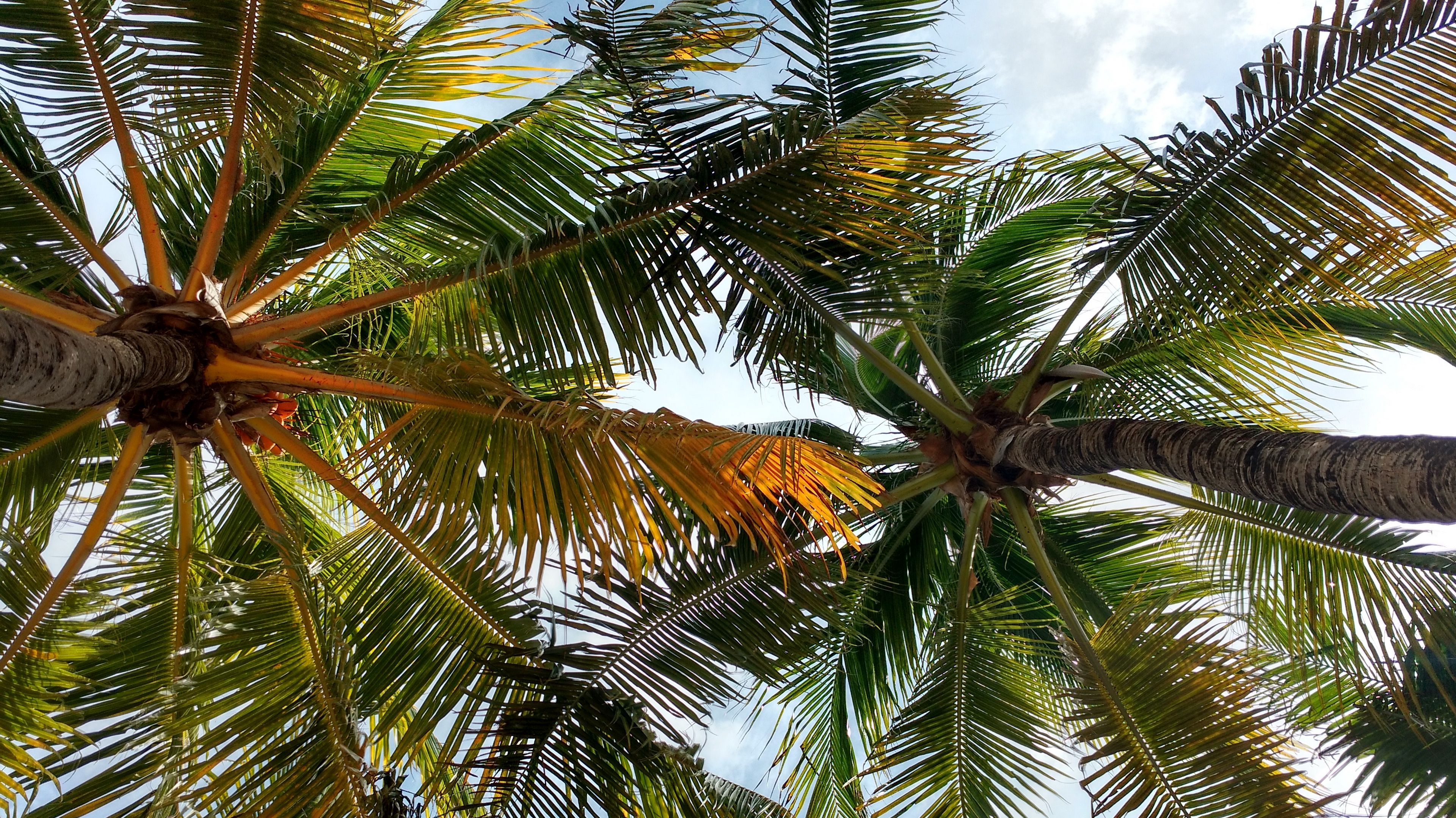 palm trees, crowns, branches, leaves, tropical, 4k, HD Wallpaper
