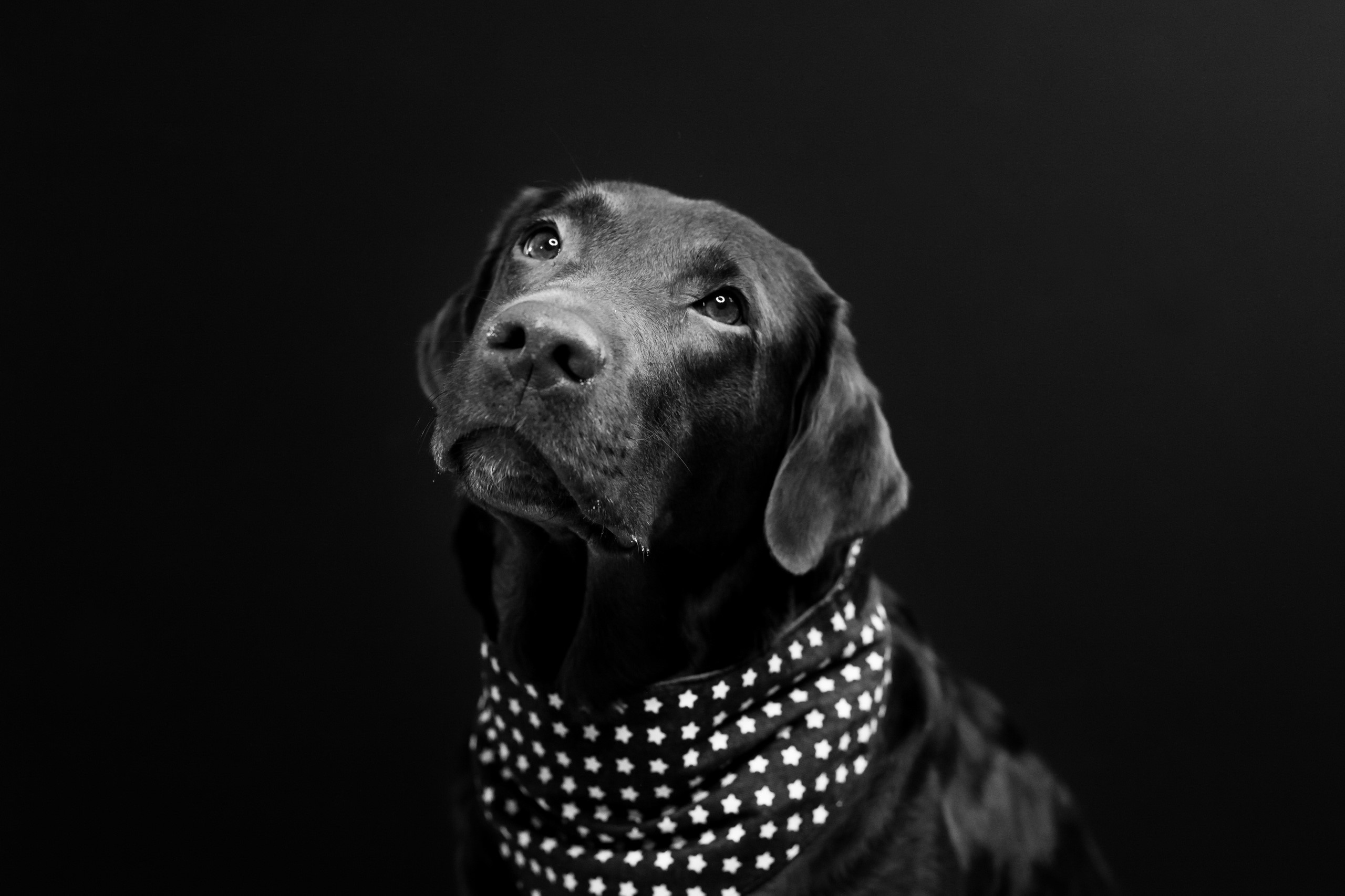 monochrome, dog, animals, mammals, HD Wallpaper